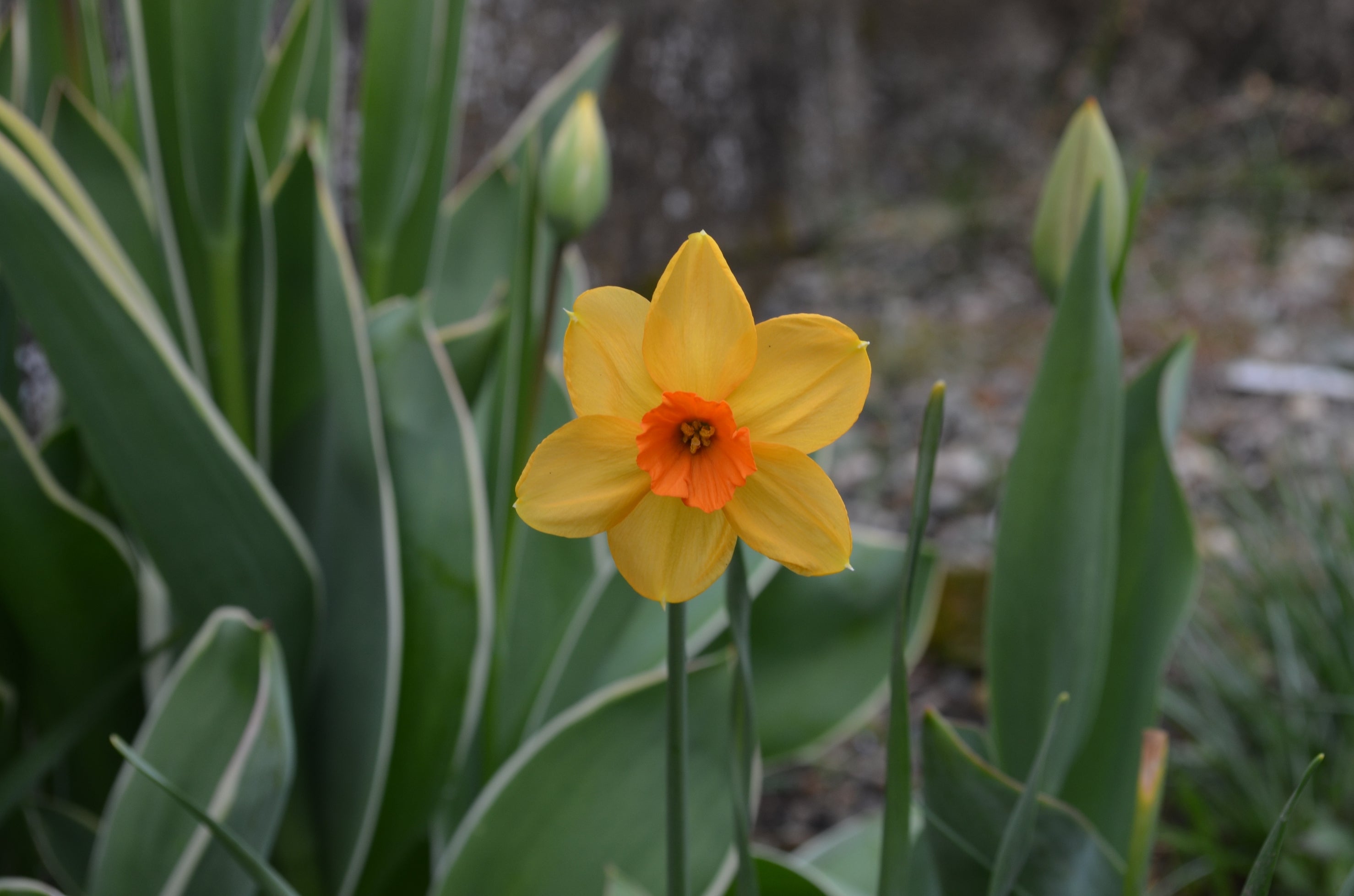 Narcisses - Kedron