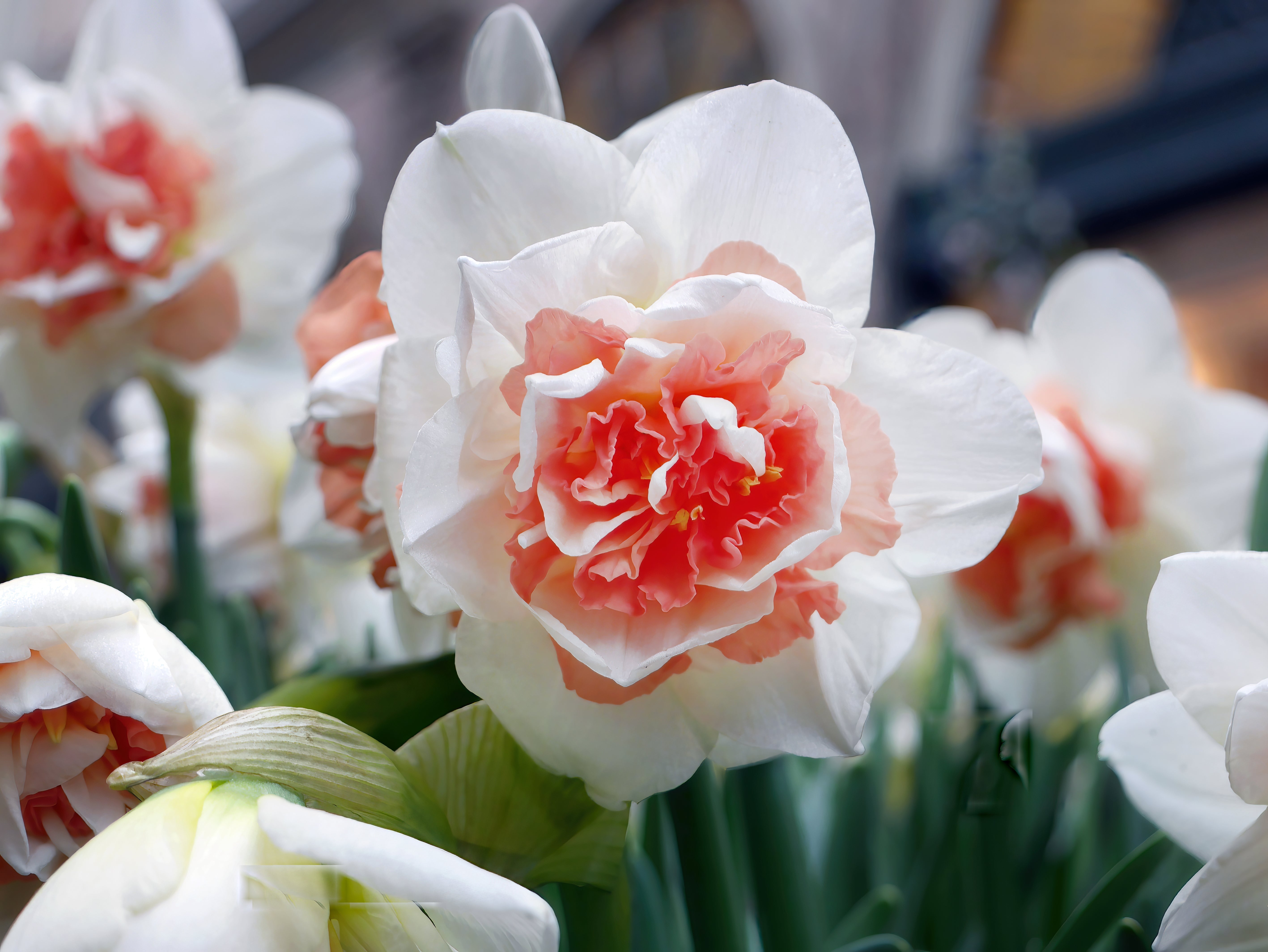 Narcisses - Replete