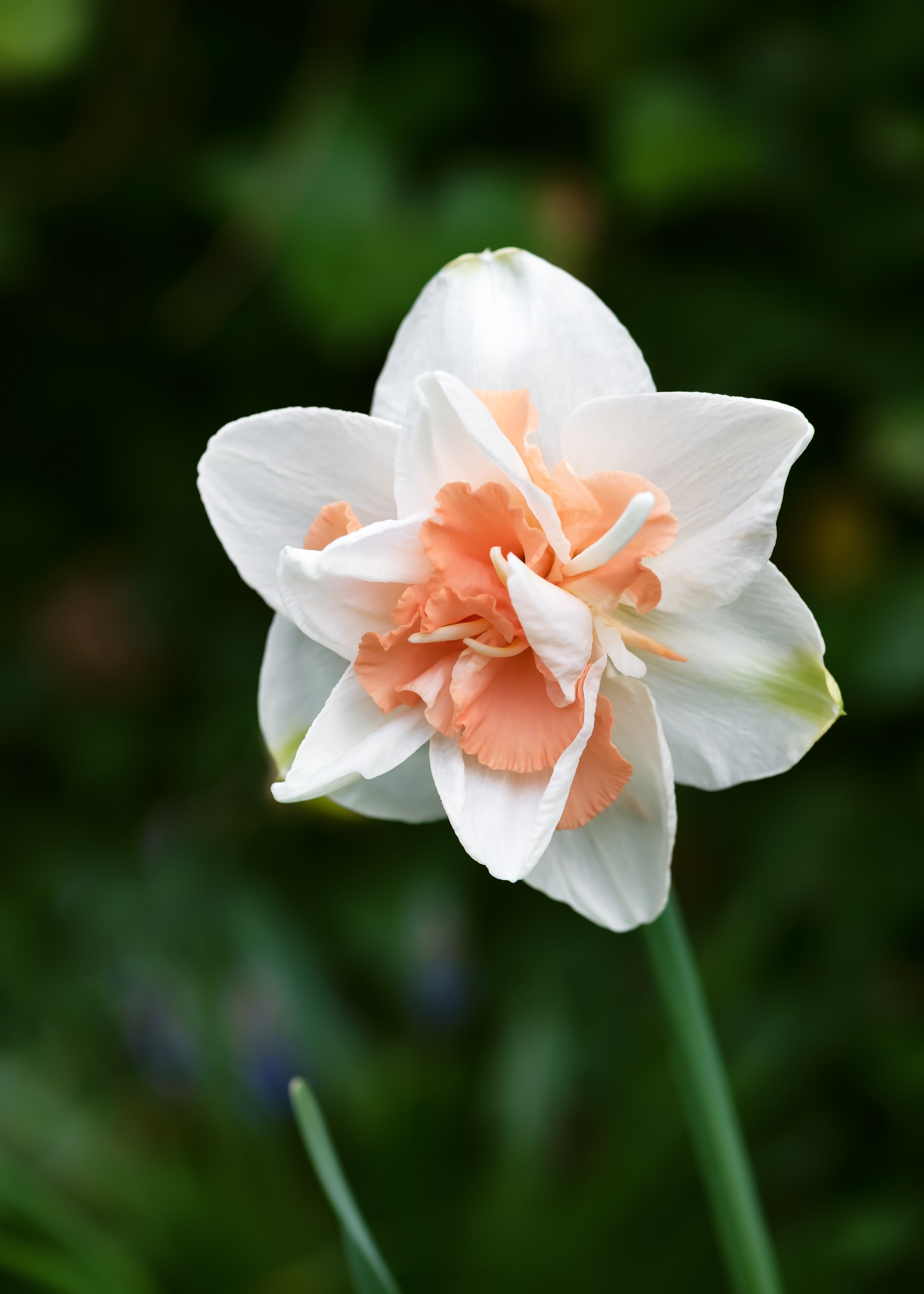 Narcisses - Replete
