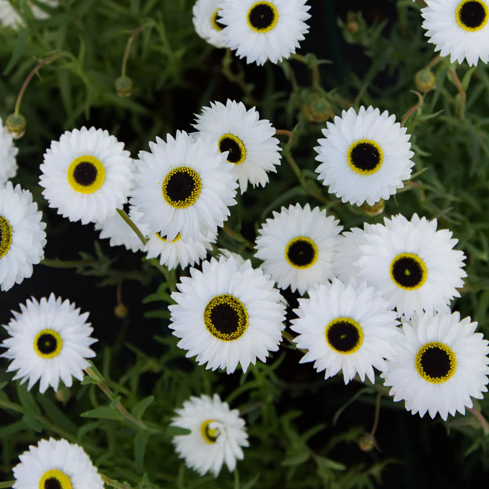 Gum Rhodanthe Semences de fleurs – tagged