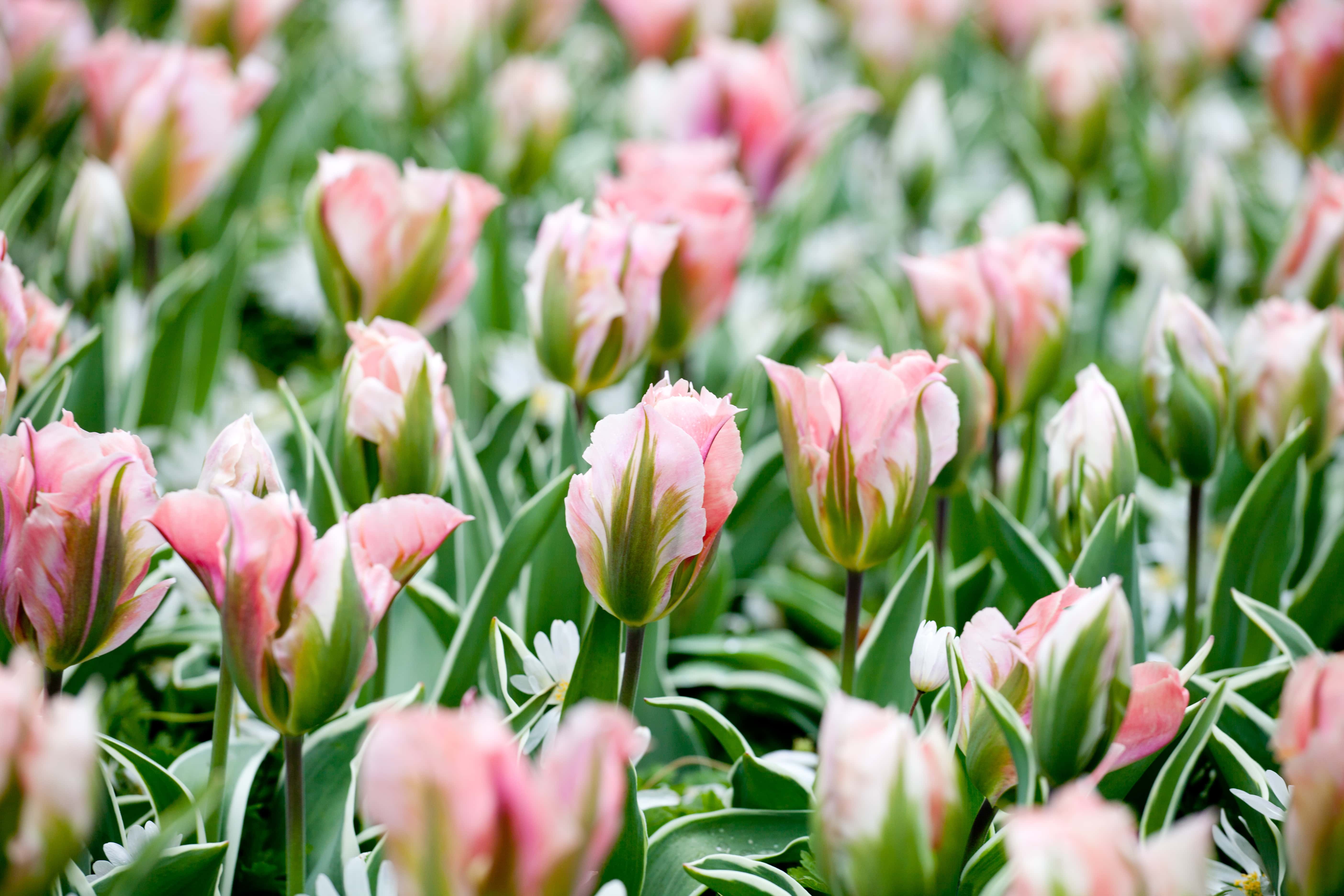 Tulipe China Town