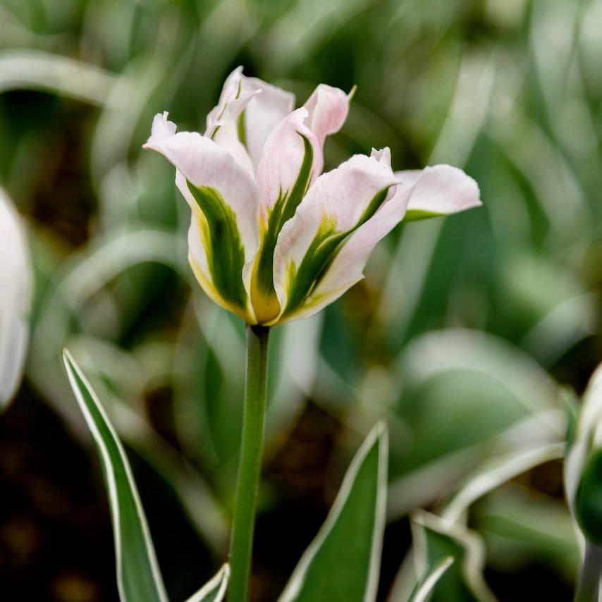 Tulipe China Town
