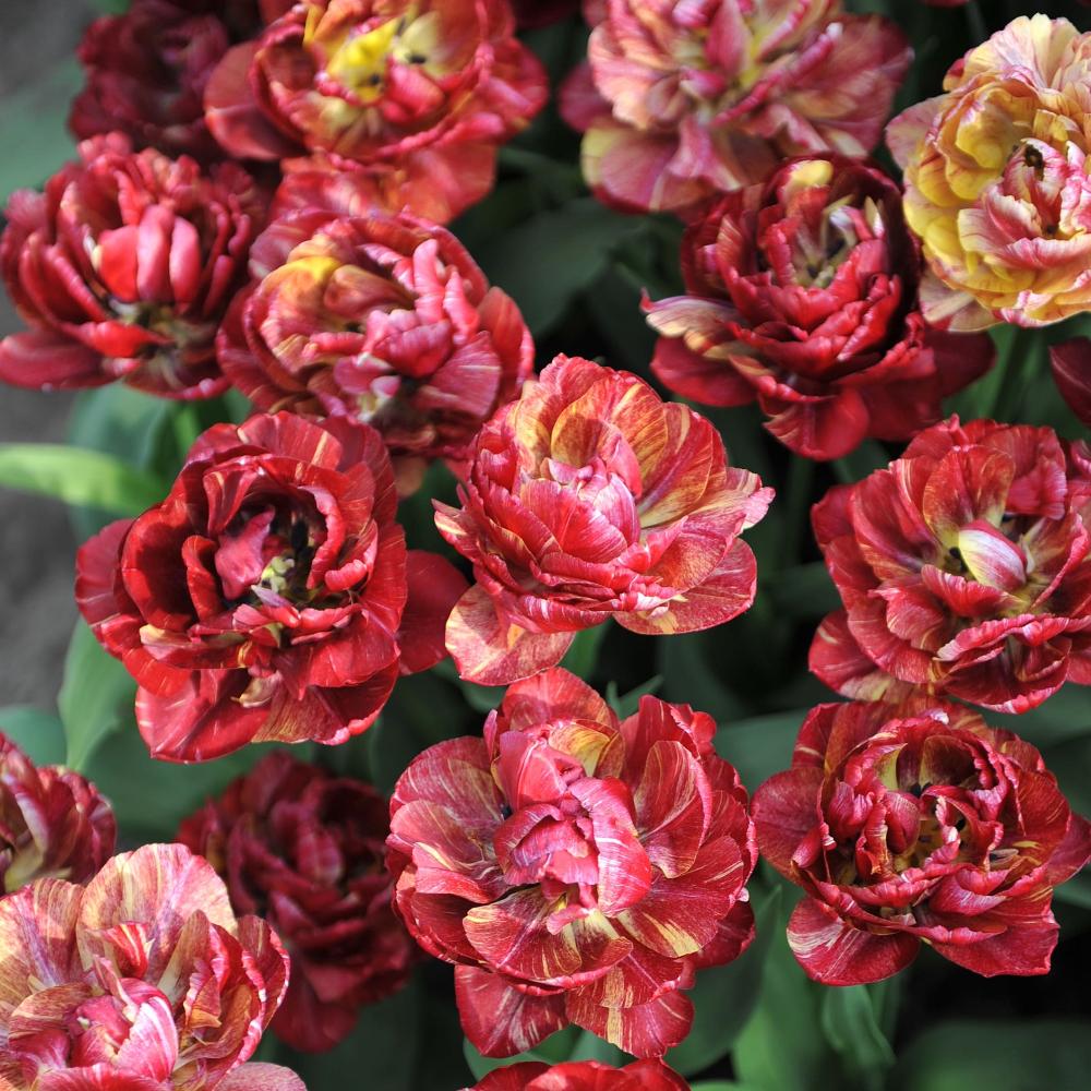 Tulipe Nachtwacht