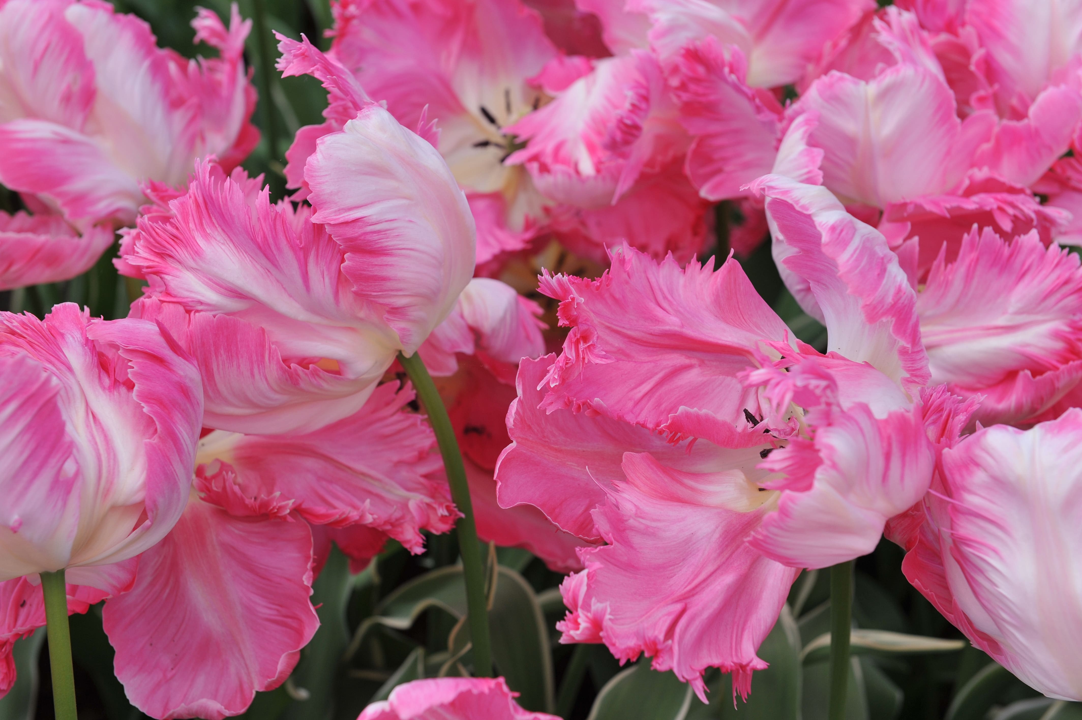 Tulipe Silver Parrot