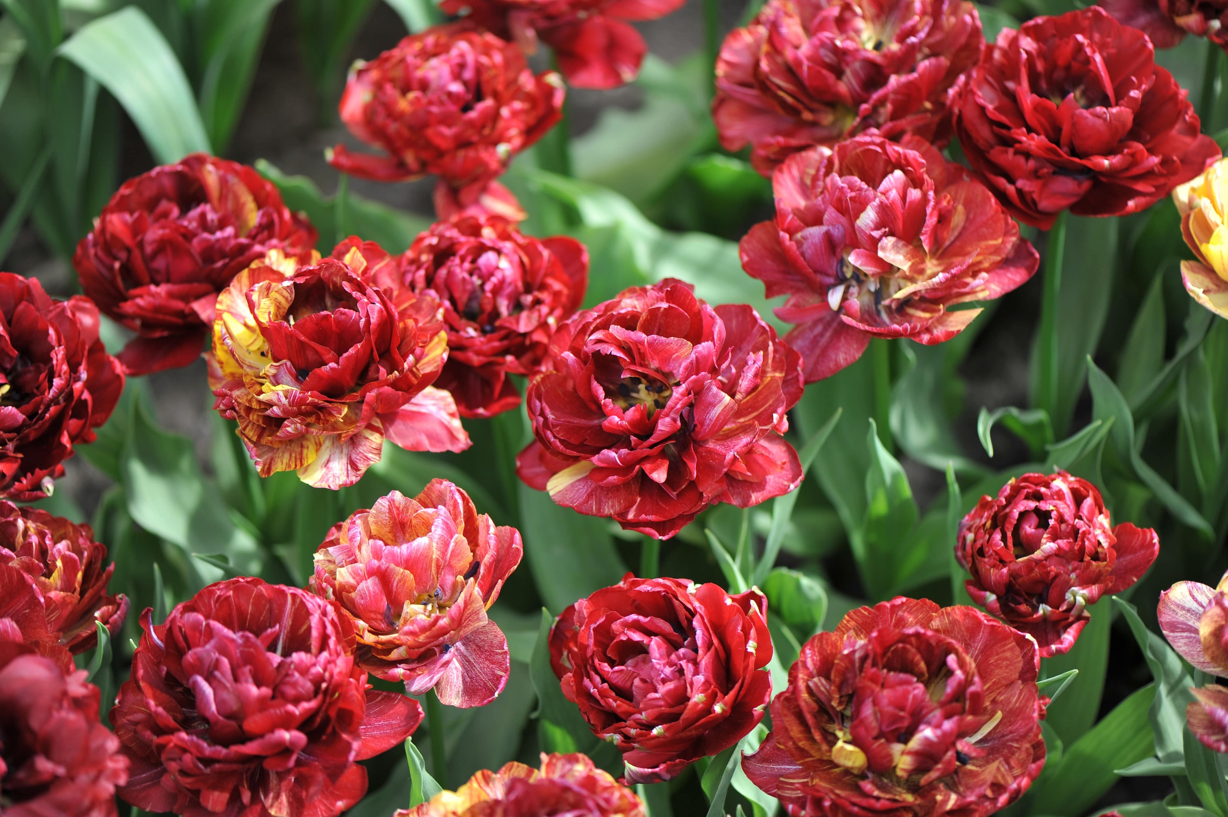 Tulipe Nachtwacht