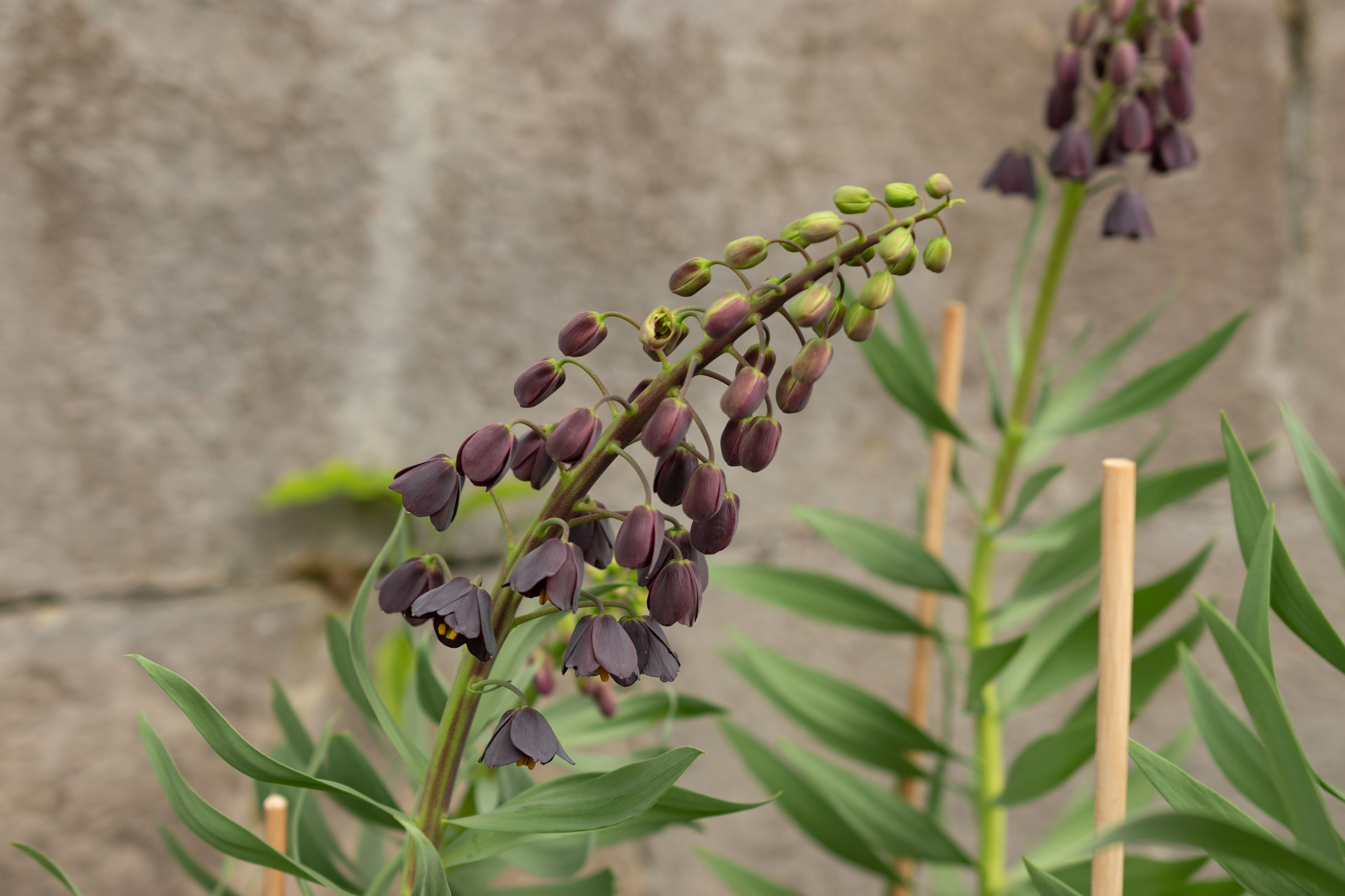 Frittilaire	Persica
