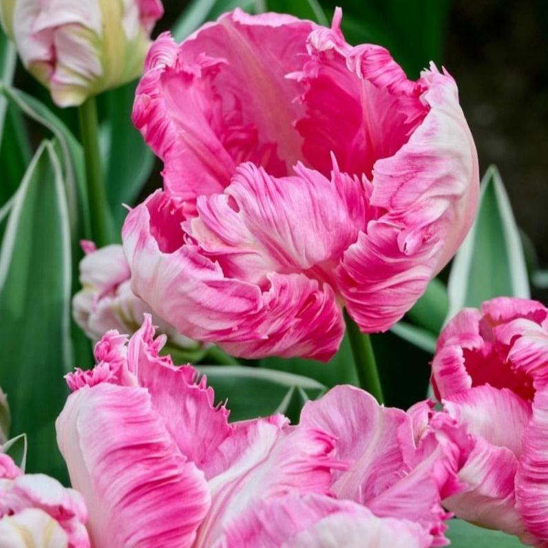 Tulipe Silver Parrot