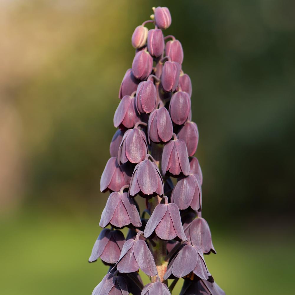 Frittilaire	Persica