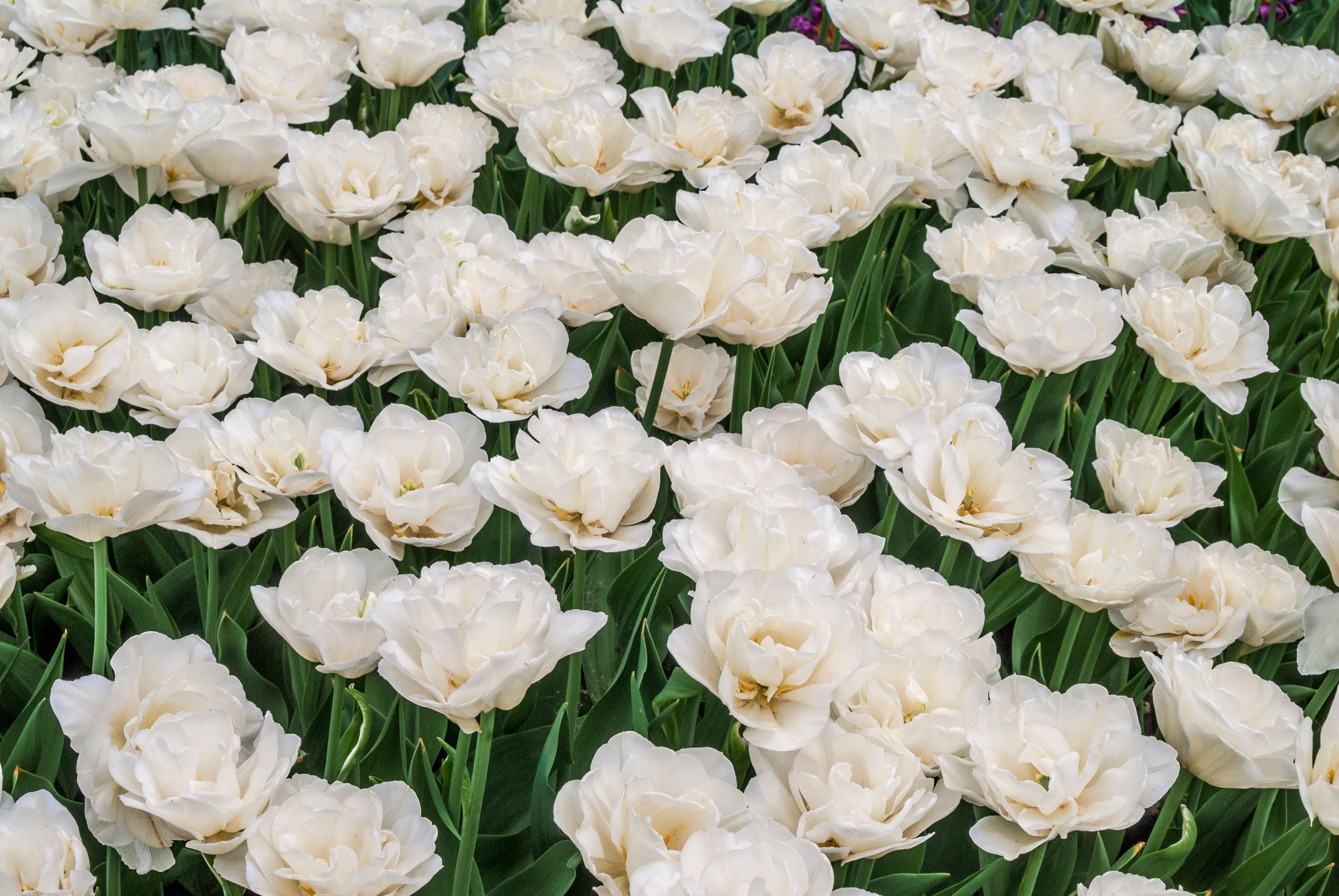 Tulipe - White heart
