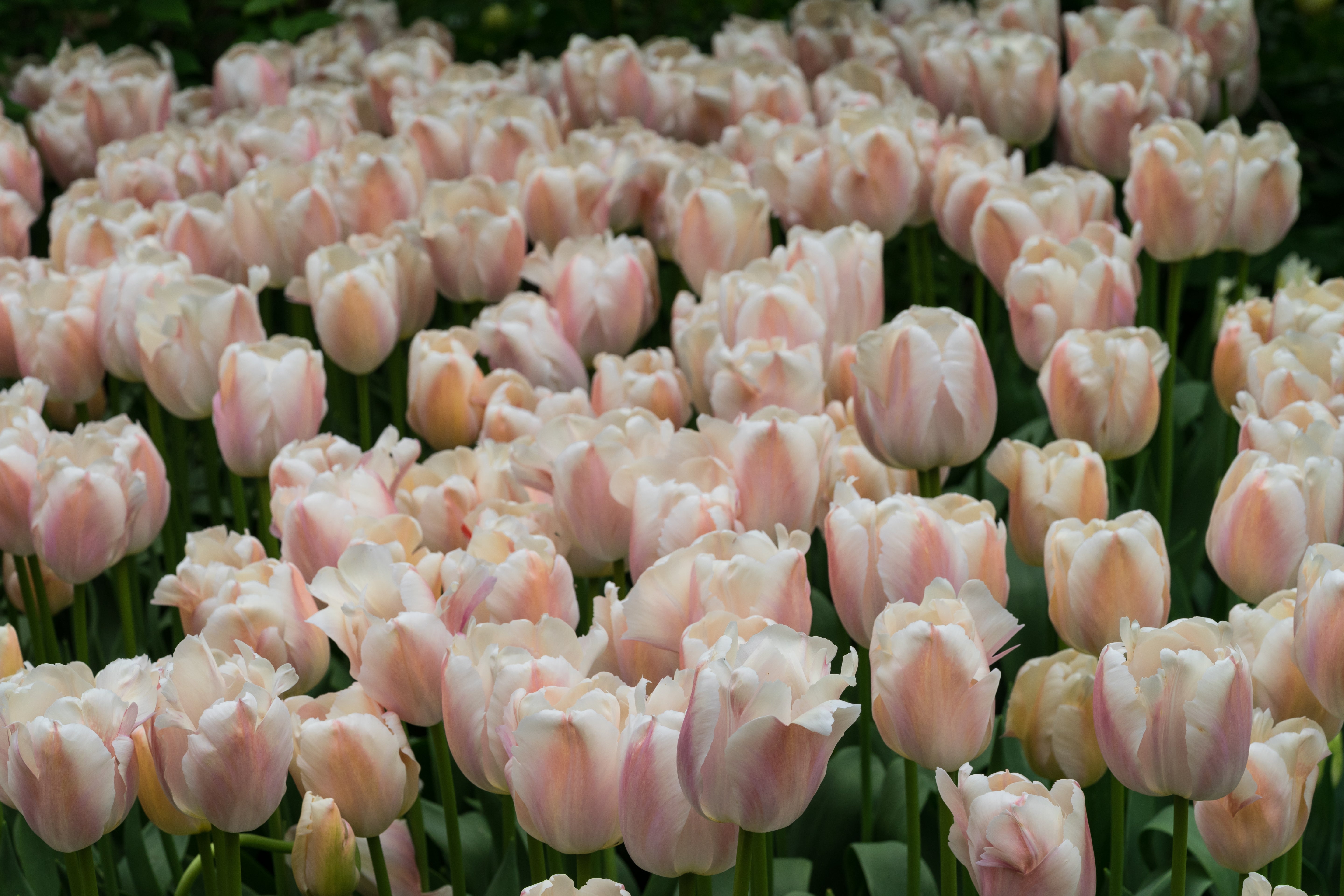 Tulipe - Apricot Pride
