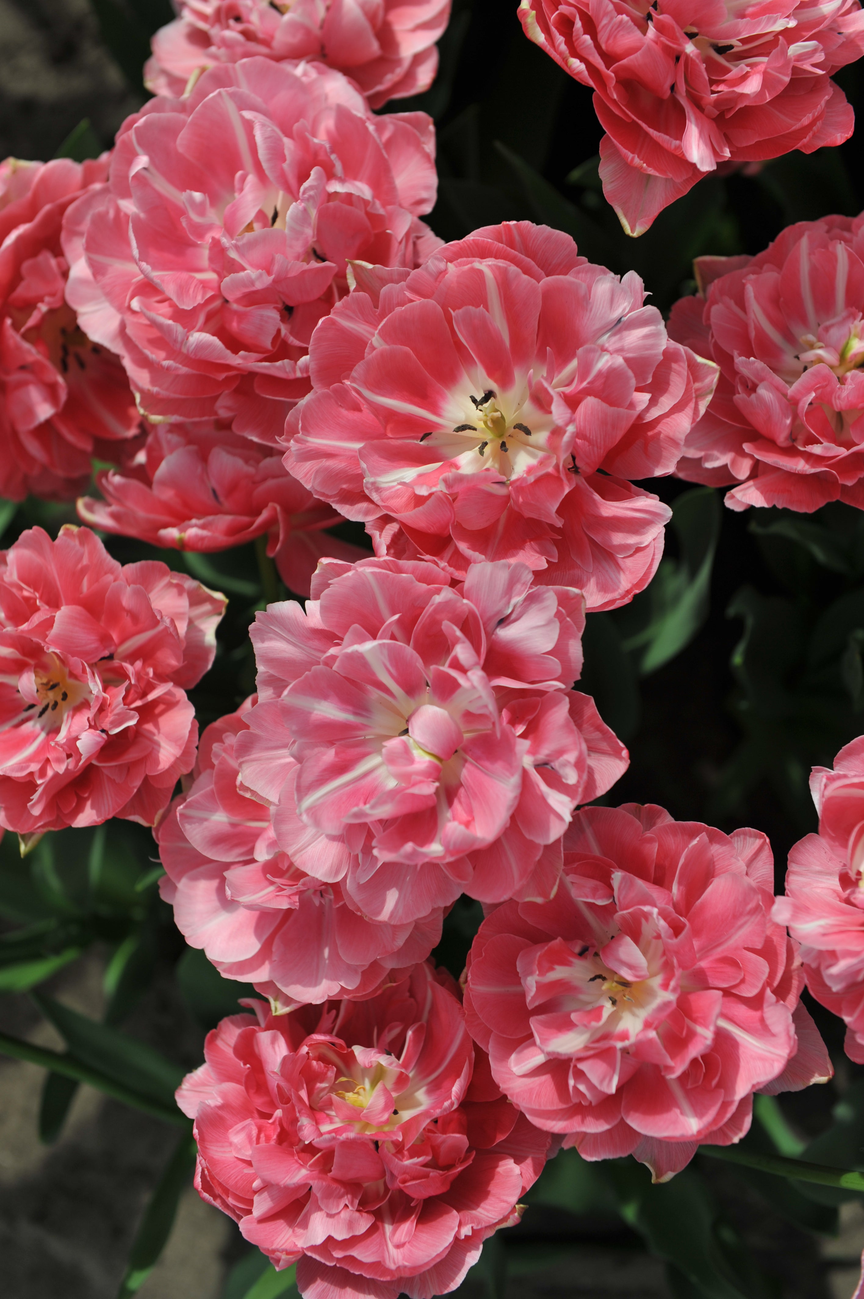 Tulipe - Aveyron