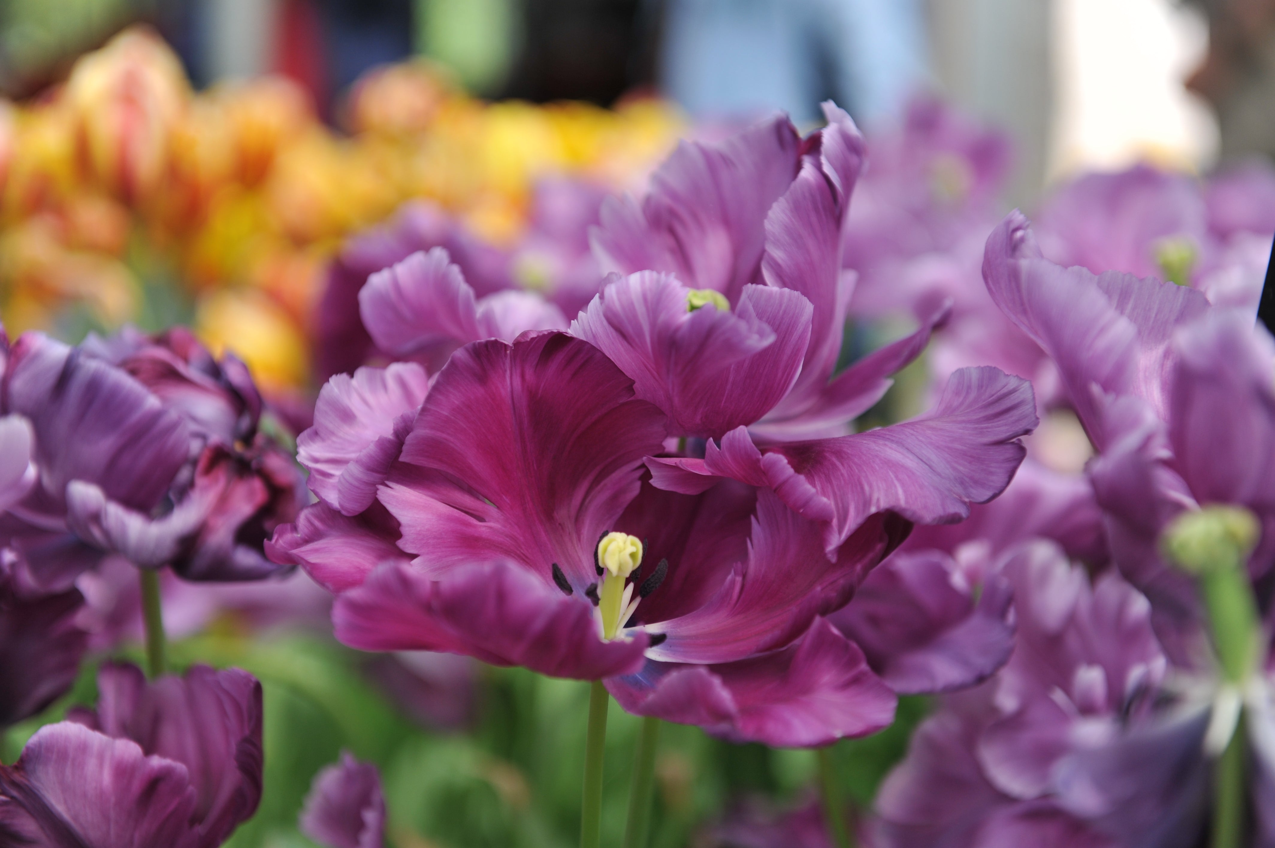 Tulipe - Blue Parrot
