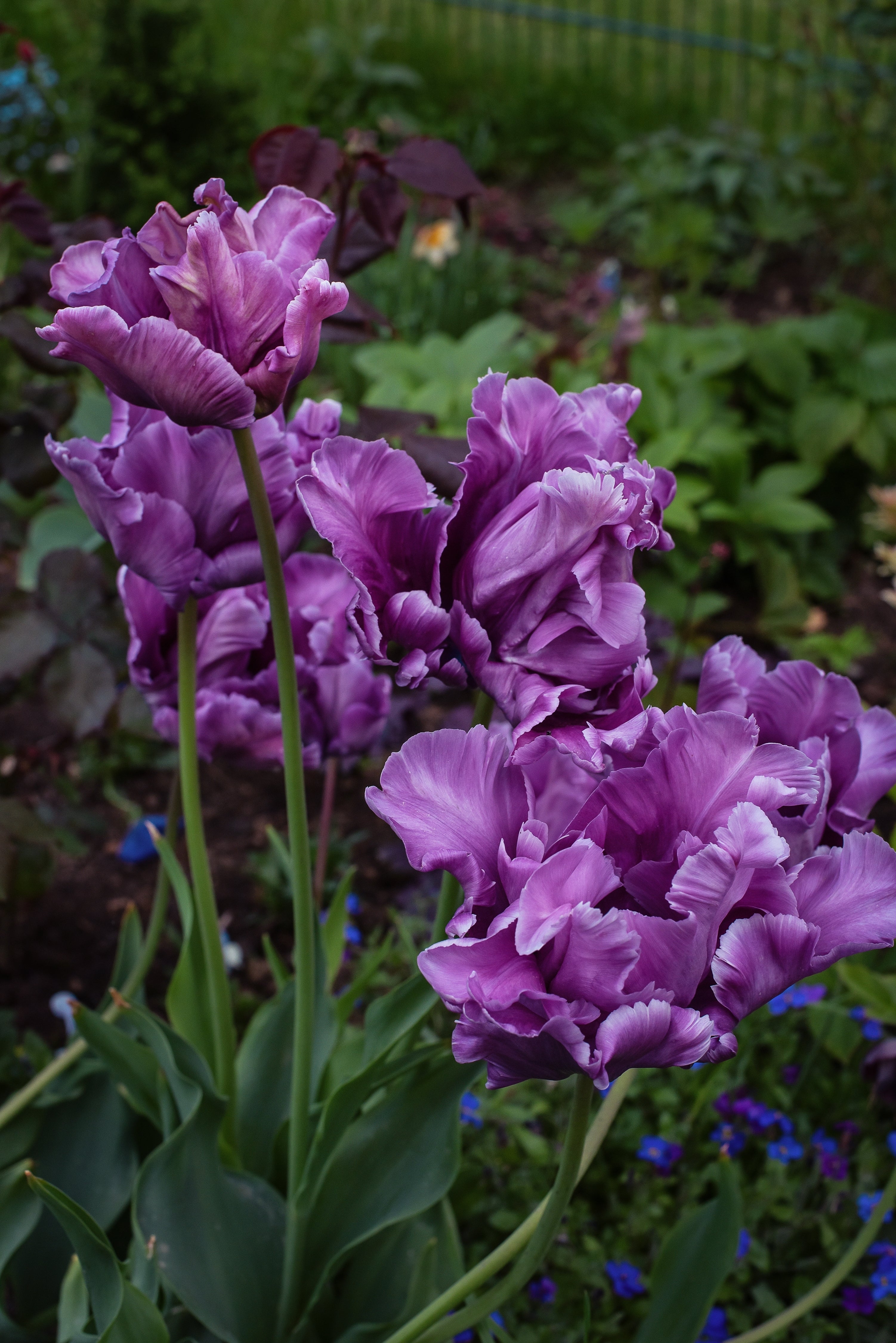 Tulipe - Blue Parrot