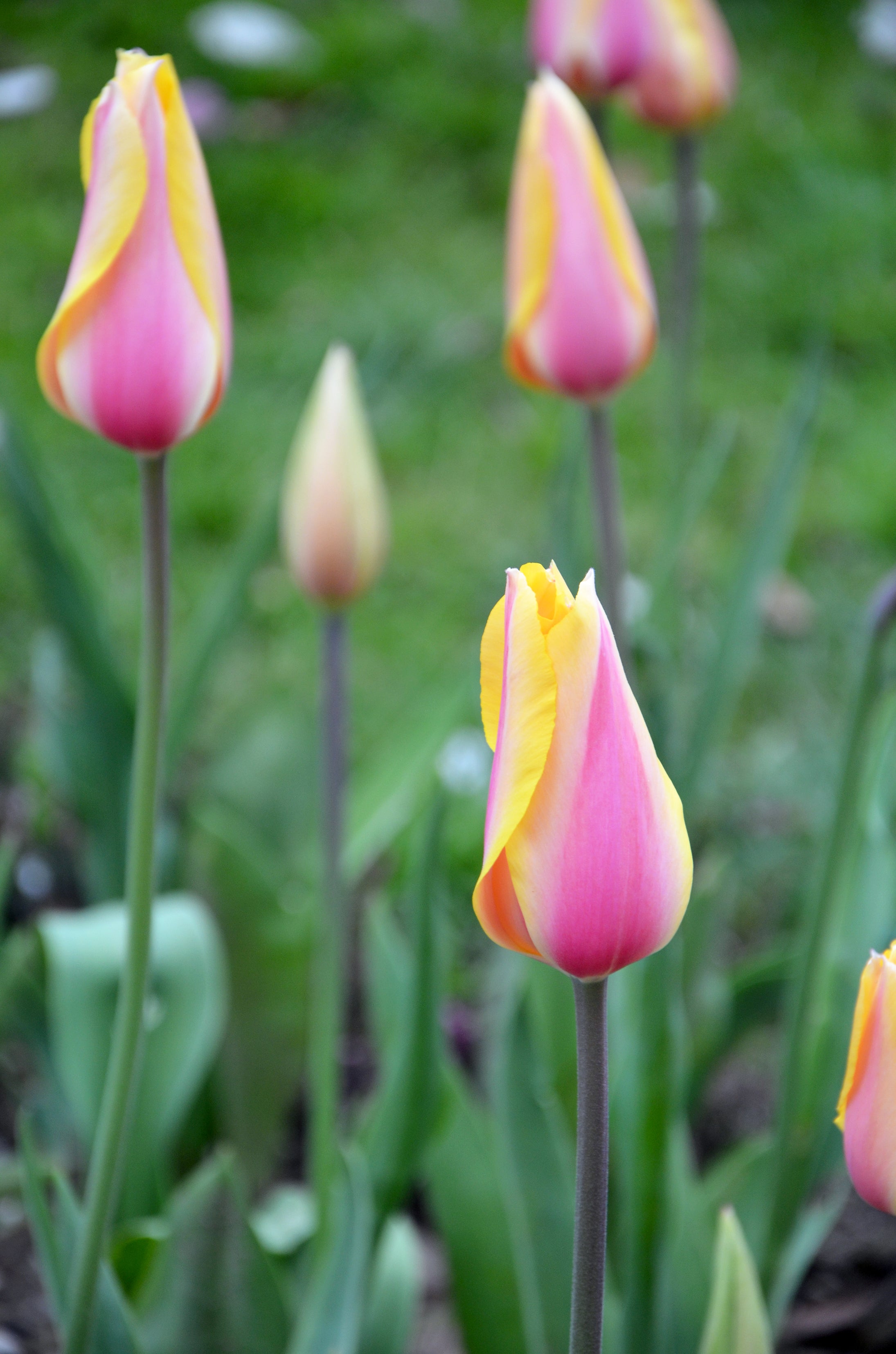 Tulipe - Blushing Lady