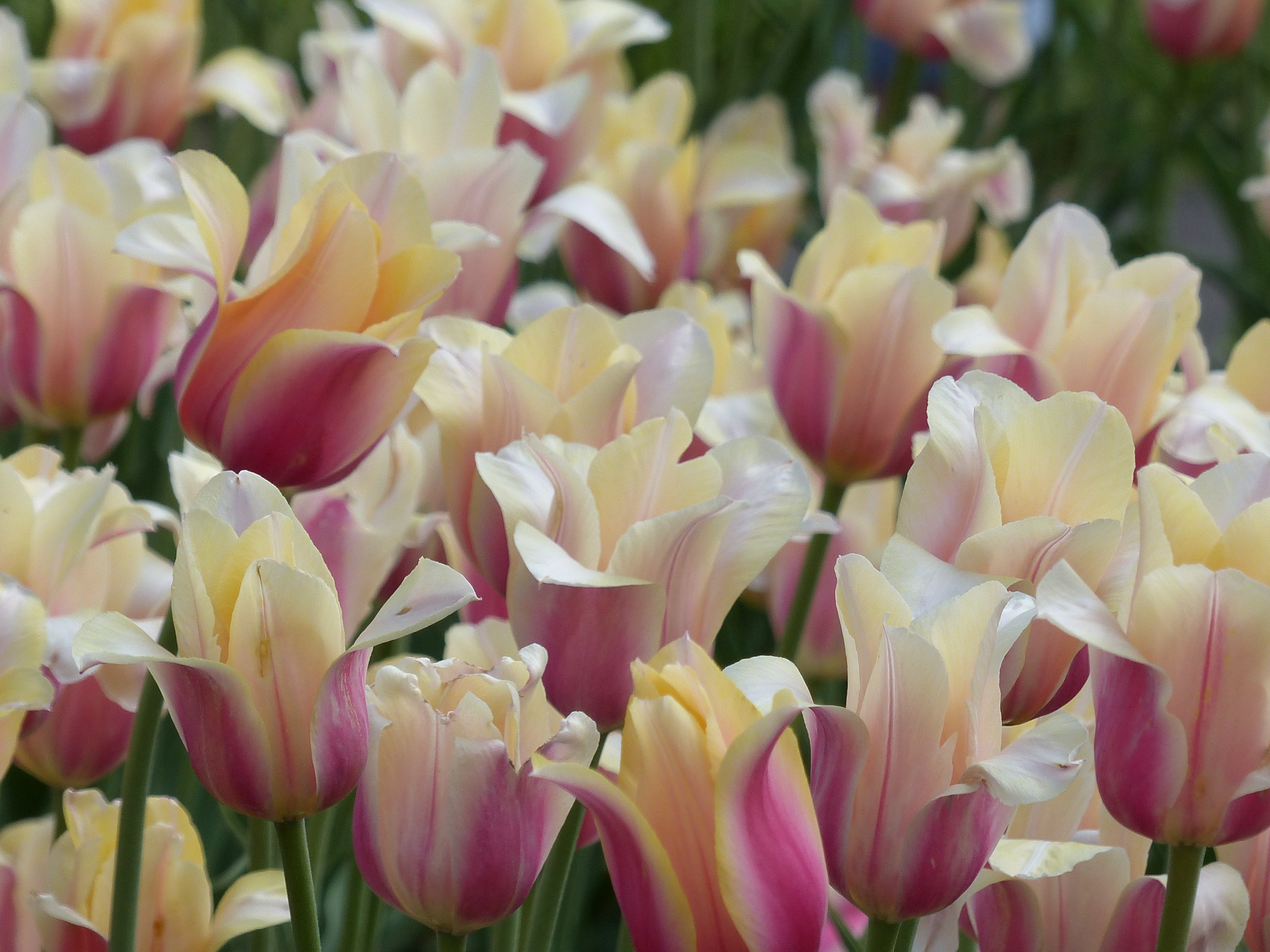 Tulipe - Blushing Lady