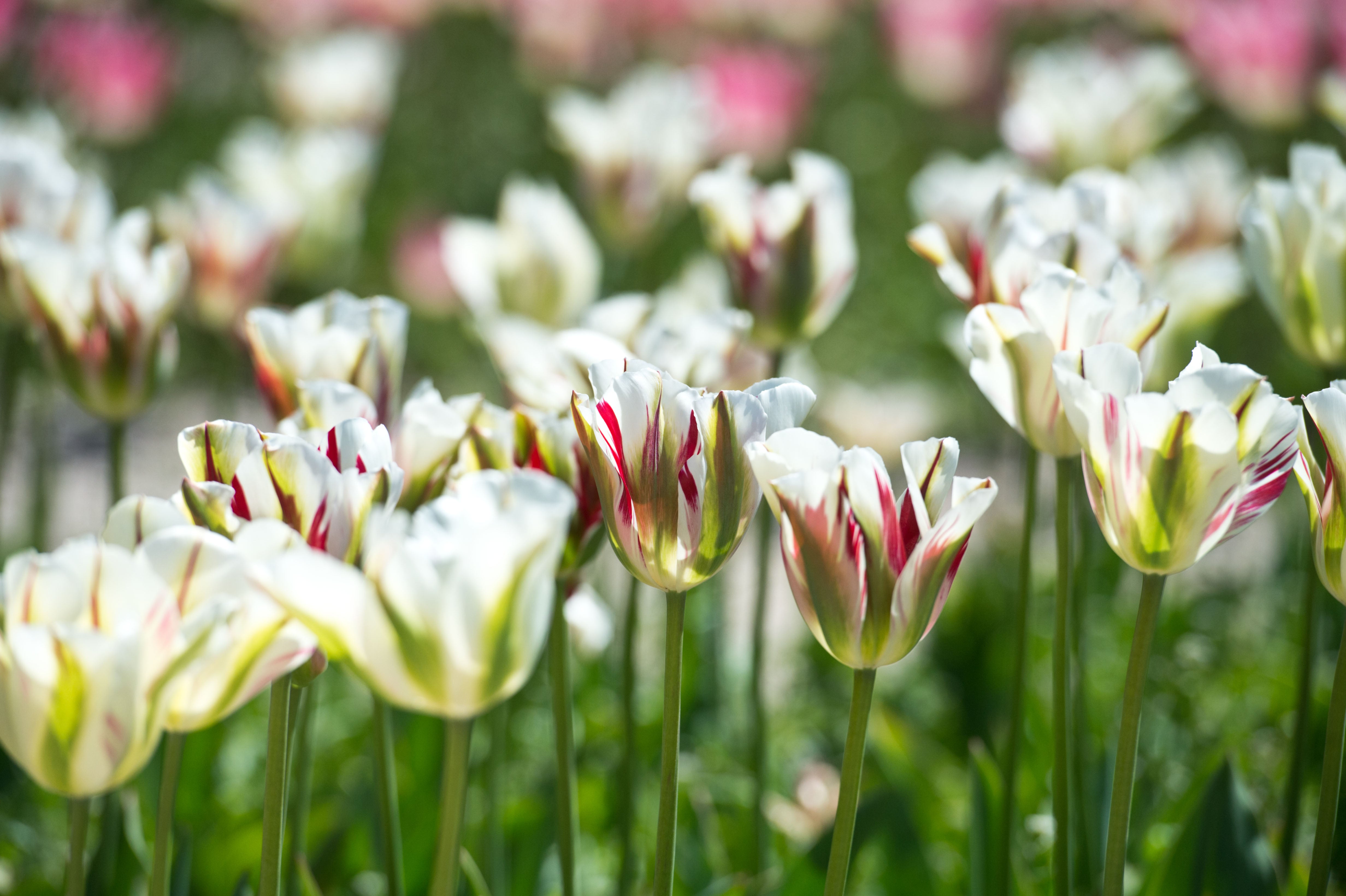 Tulipe - Flaming Spring Green