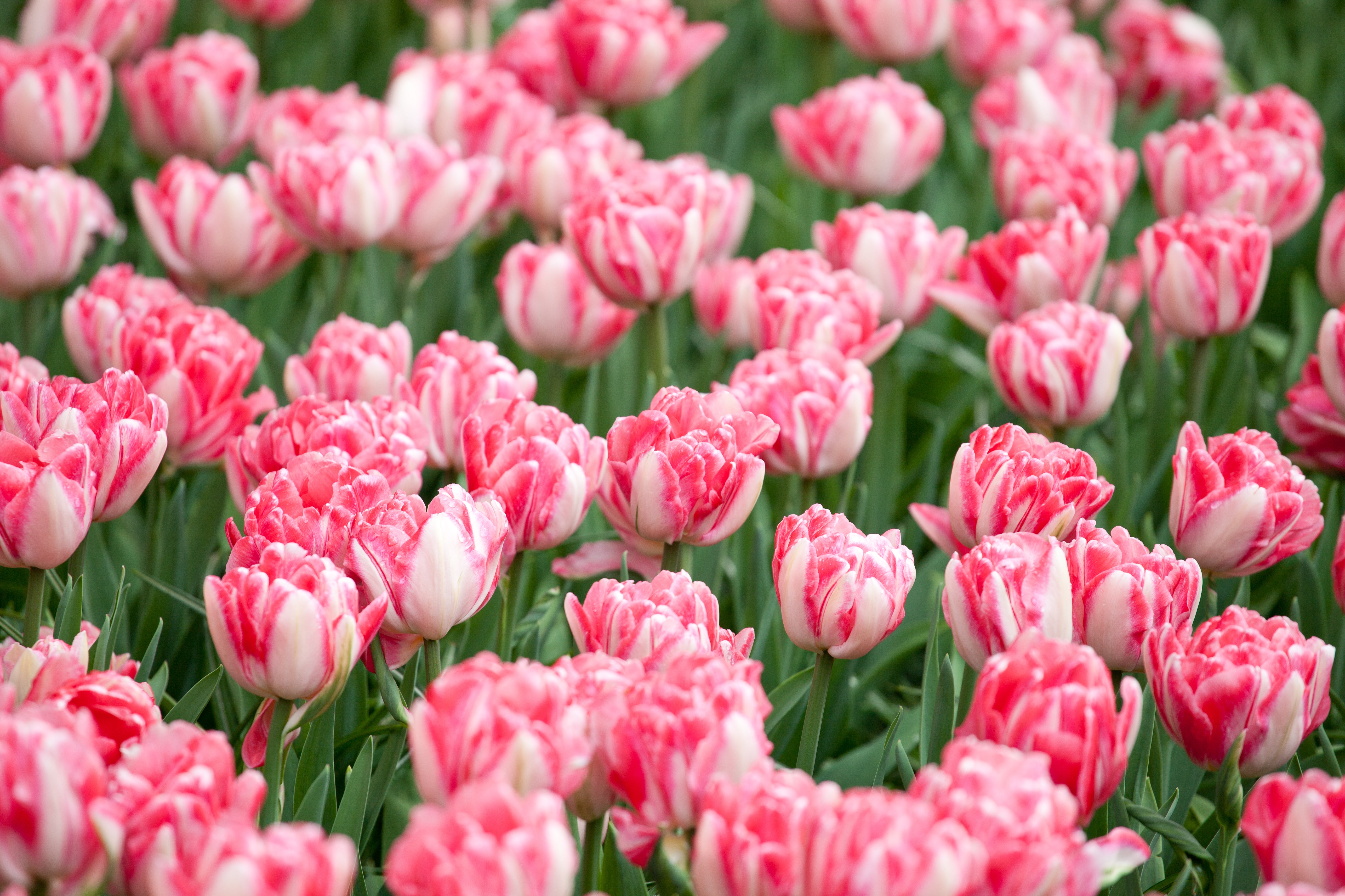 Tulipe - Foxtrot