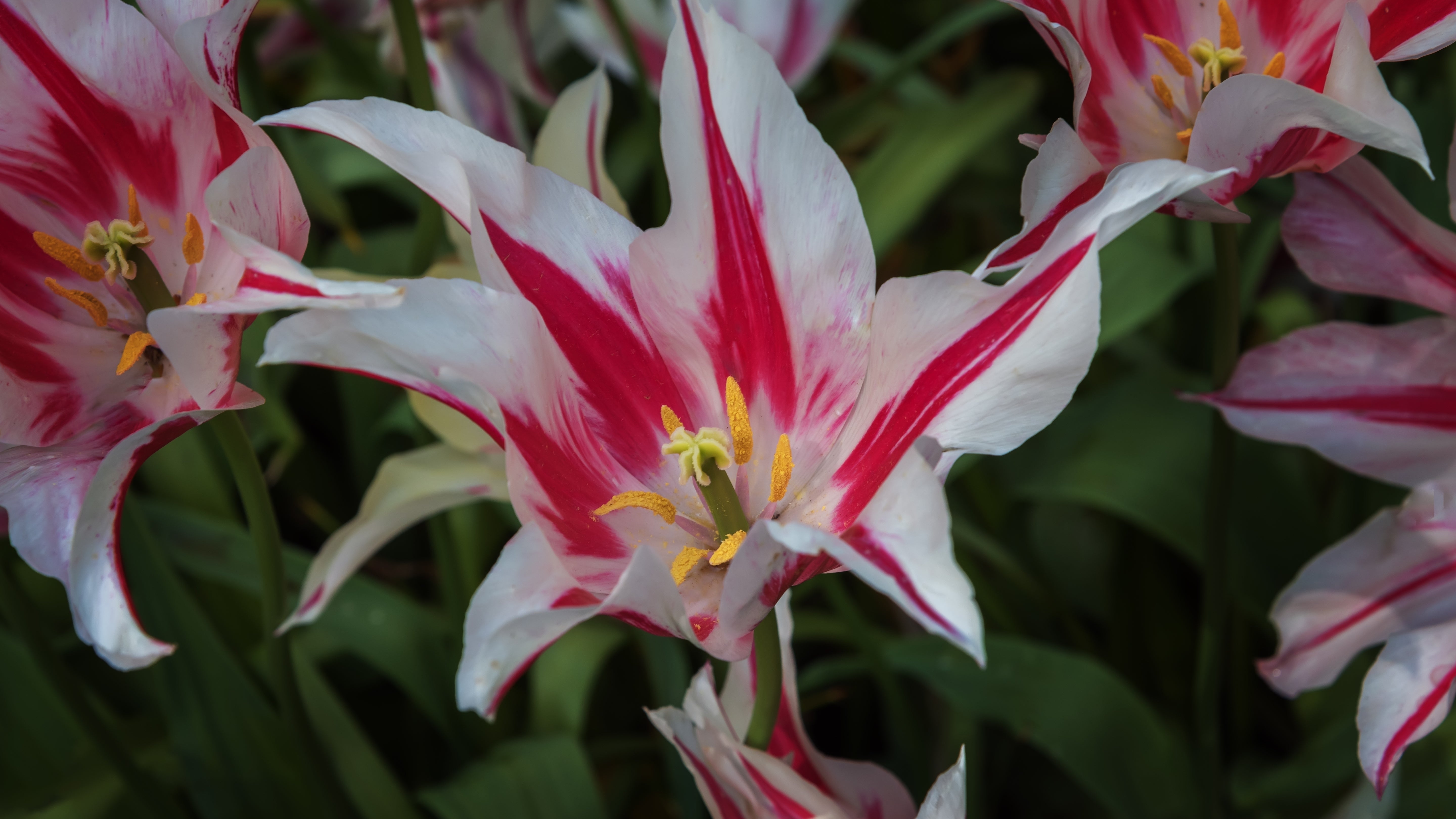 Tulipe - Marilyn