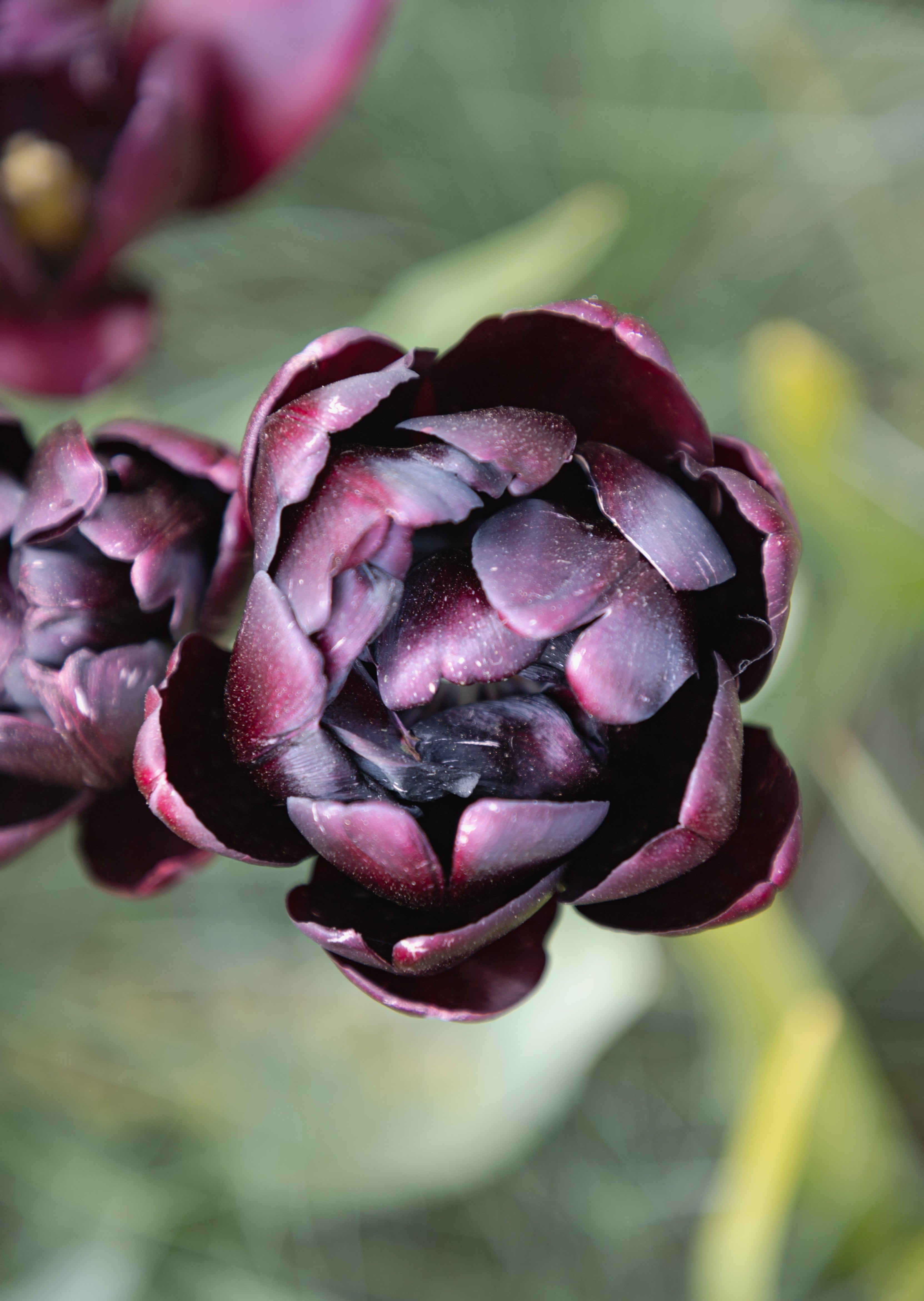 Tulipe - Black Hero