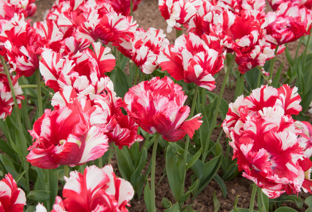 Tulipe - Estella Rijnveld