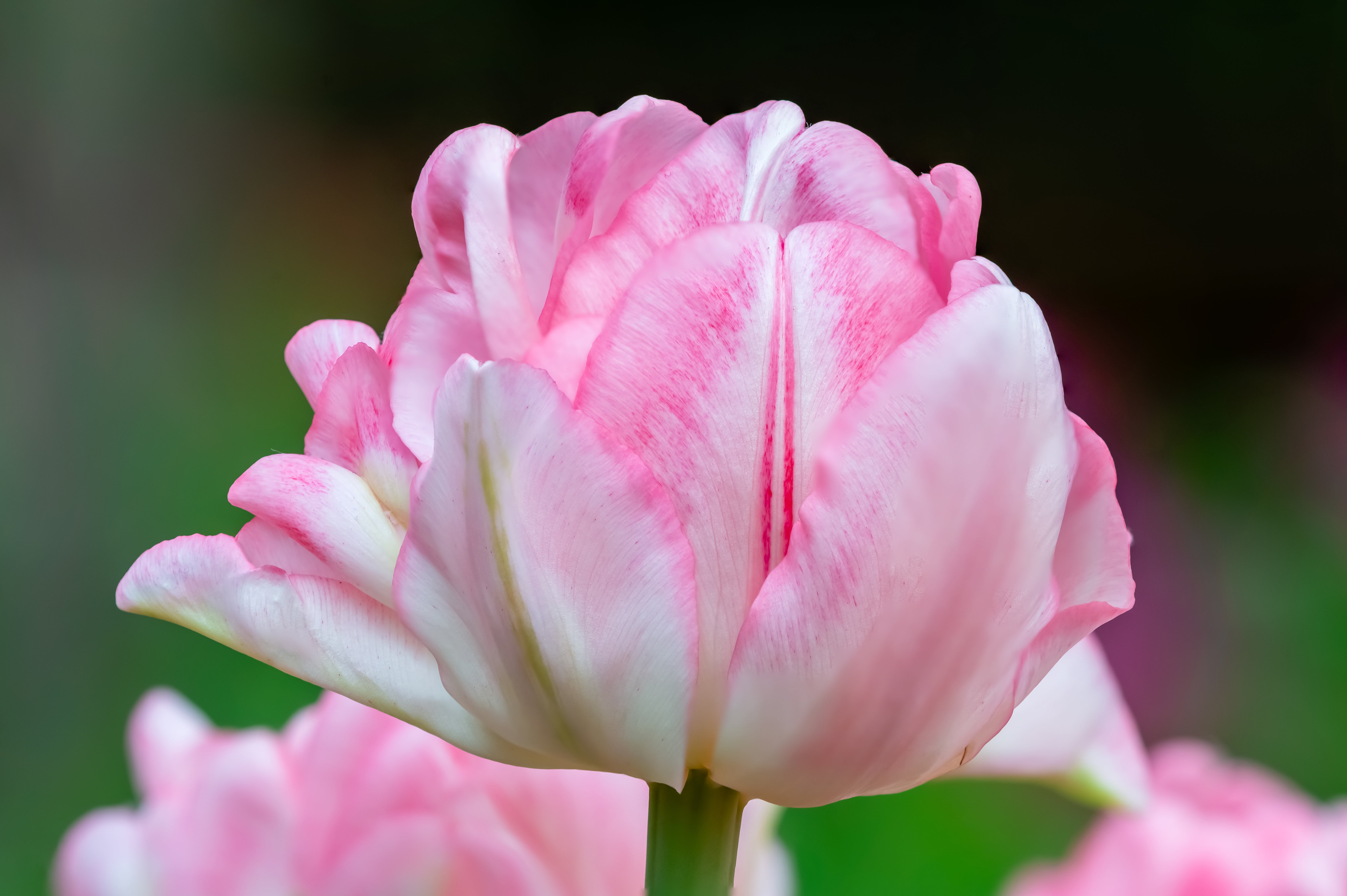 Tulipe - Foxtrot