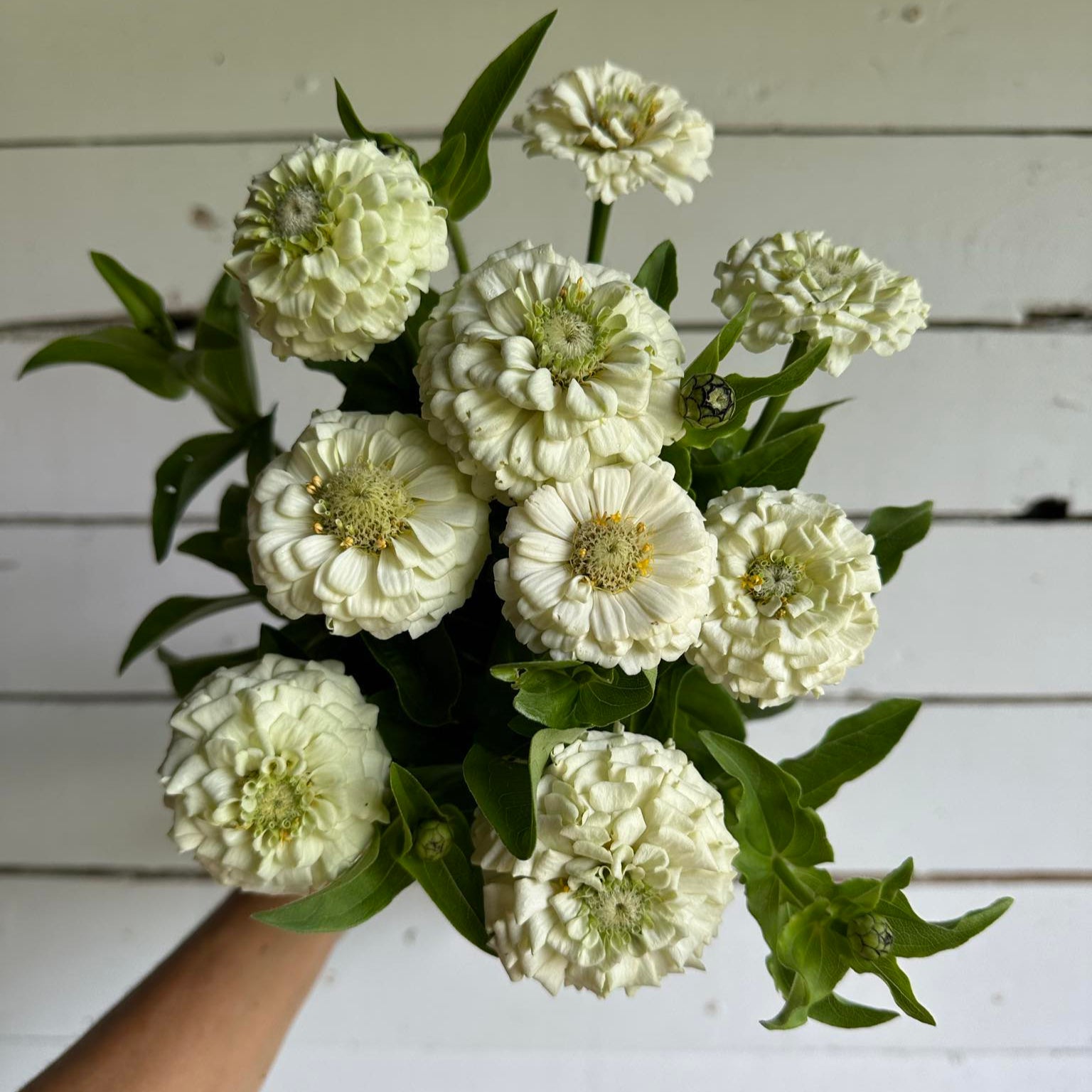 zinnias_white_Floramama