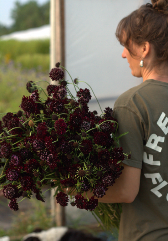 Fleurs bourgognes