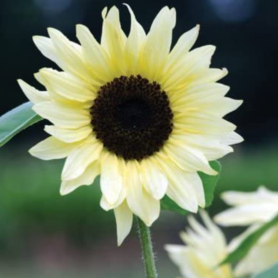 Tournesol Buttercream