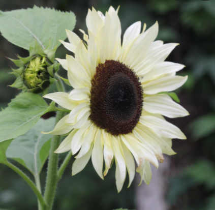 Tournesol Buttercream