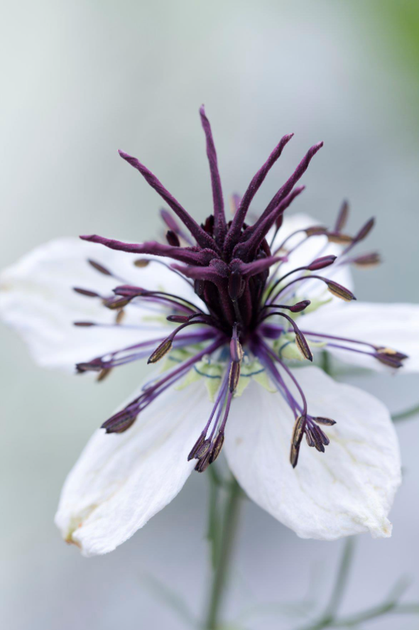 Nigelle African Bride