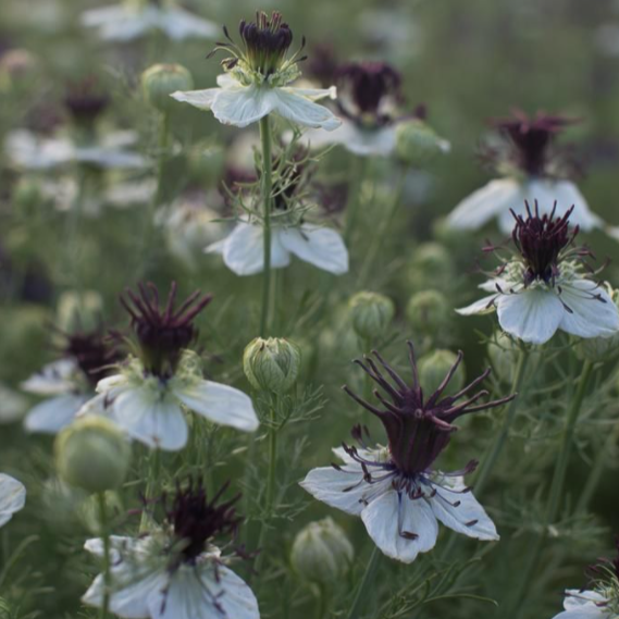 Nigelle African Bride