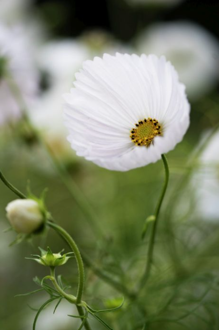 Cosmos_Cupcake_White_Semences_Floramama