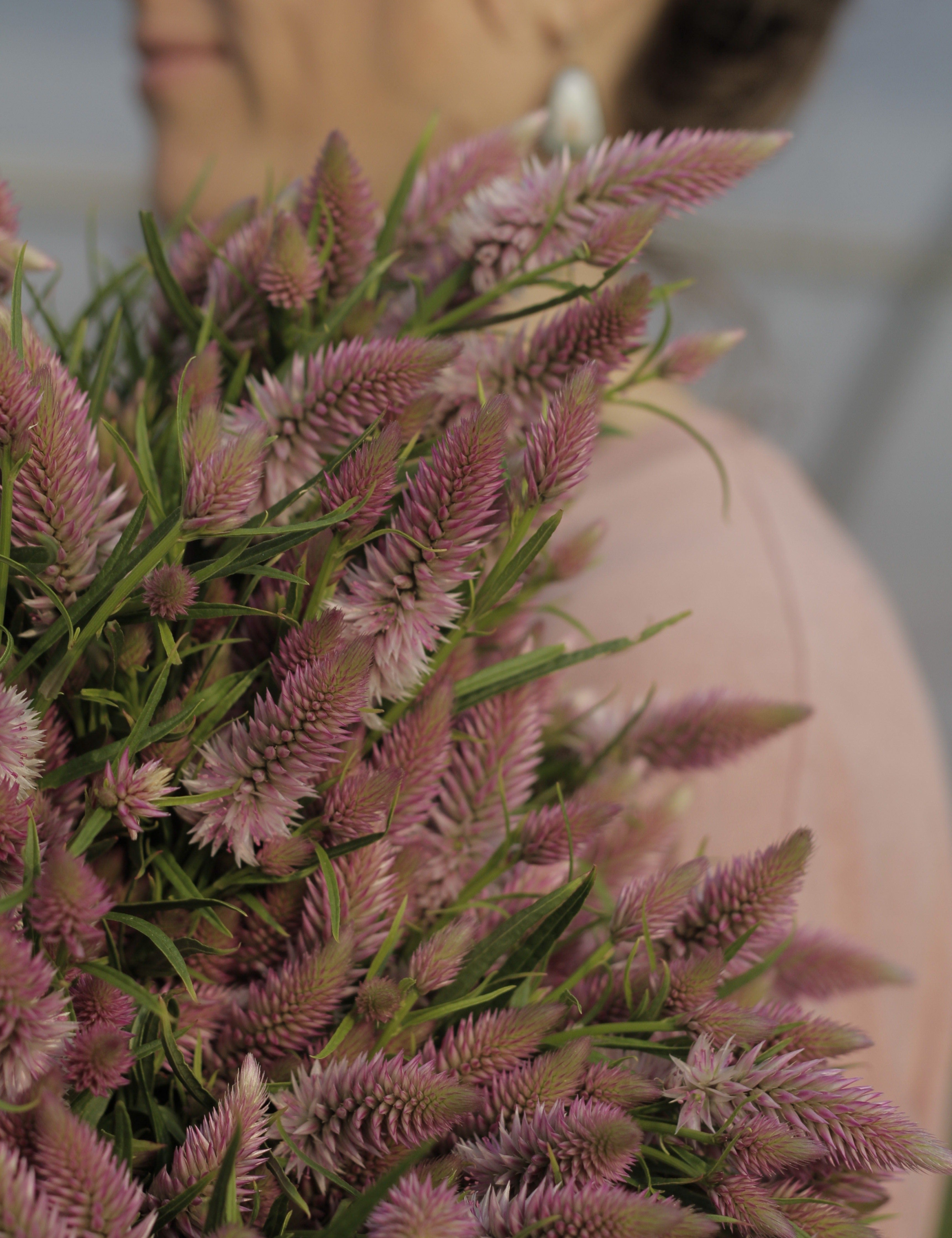 Floramama_Celosie_Flamigo_Feather