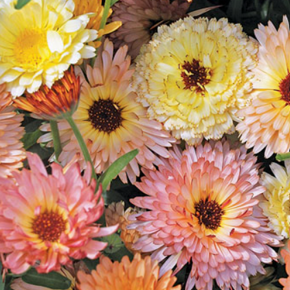 Floramama_Ferme_Florale_Calendule_Cantaloupe_Semences