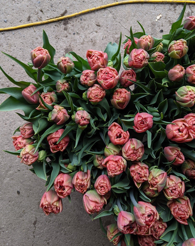 Floramama_Ferme_Florale_Tulipes_Copper_Image_Bouquet_Tulipes