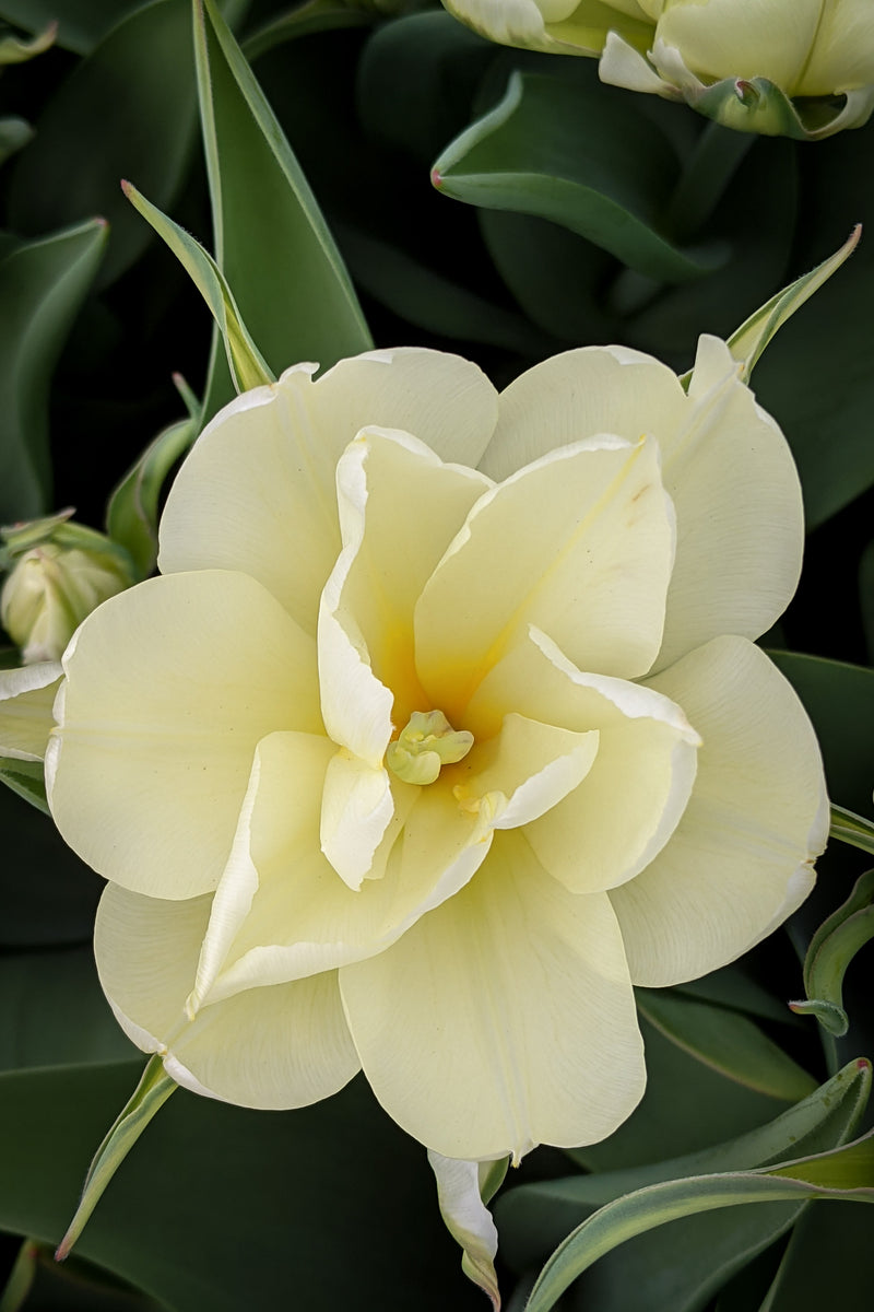 Floramama_Ferme_Florale_Tulipes_Exotic_Emperor_Fleurs