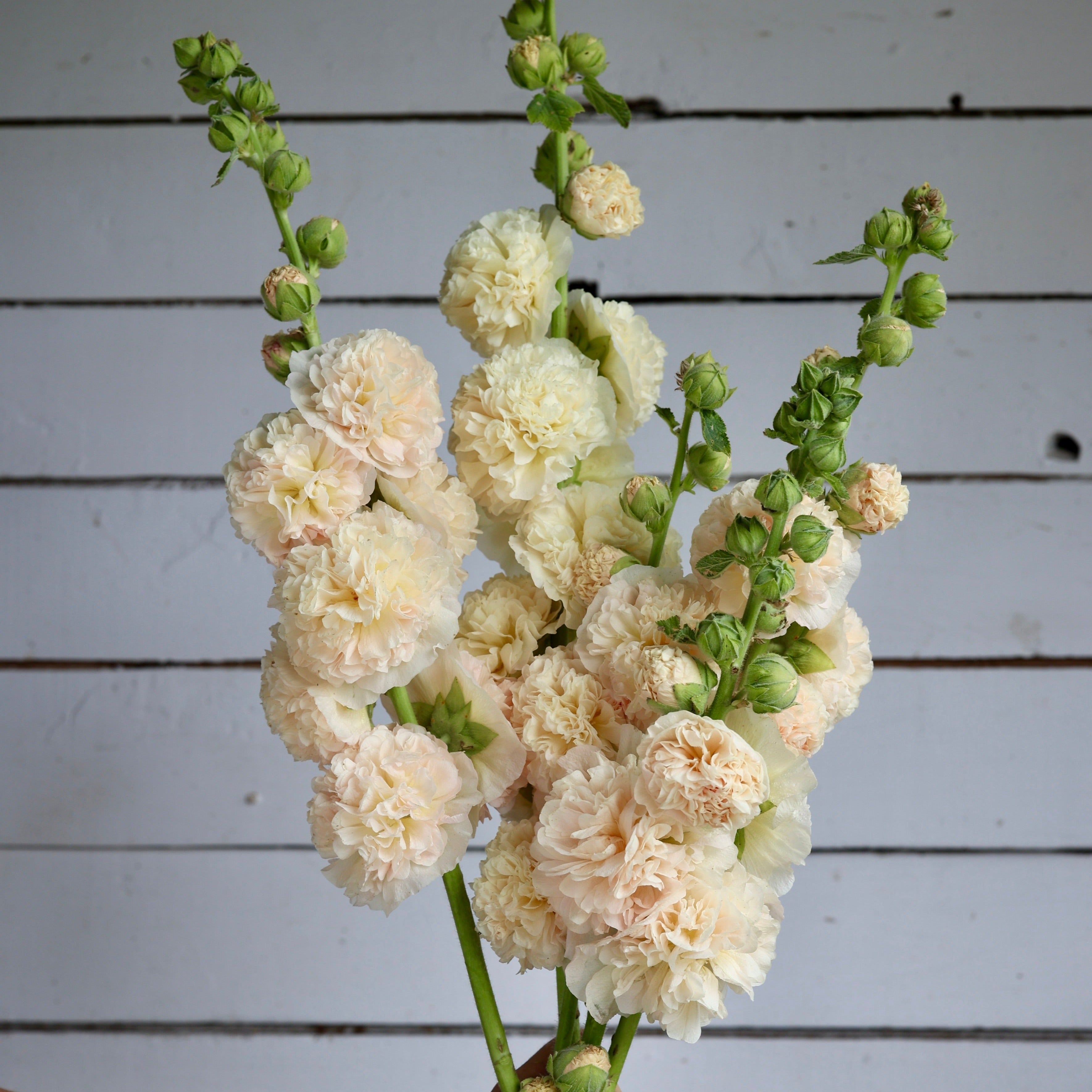 Floramama_Semences_Rose_Trémières