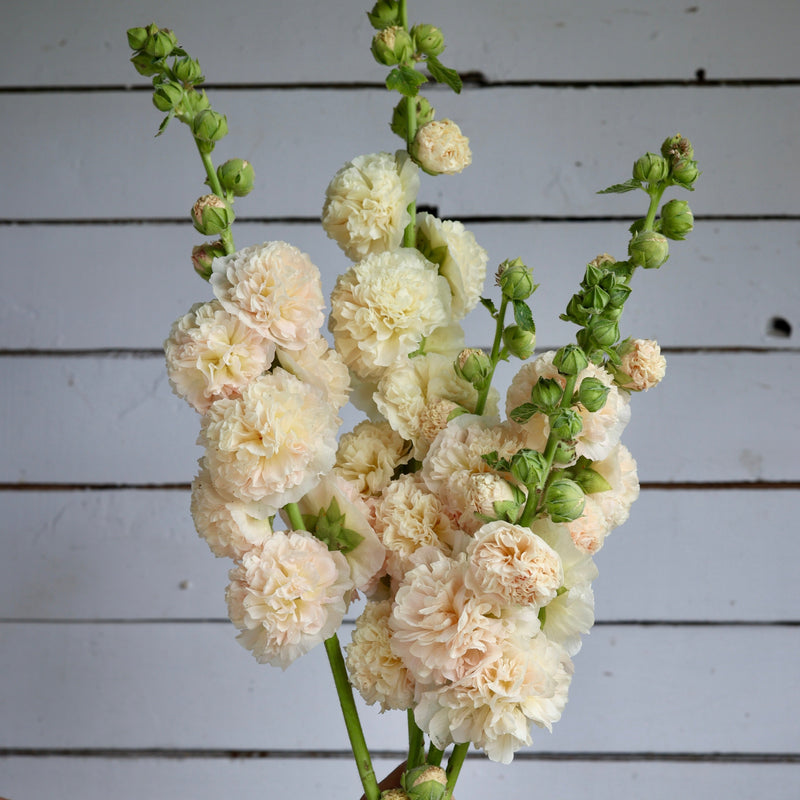 Floramama_Semences_Rose_Trémières