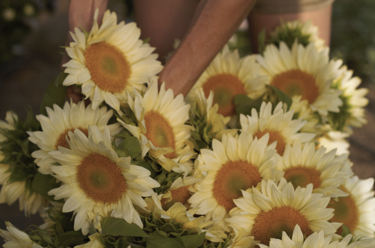 Floramama_Semences_Tournesol_Procut_Lite_F1