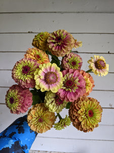 Zinnia Queen Lime Red