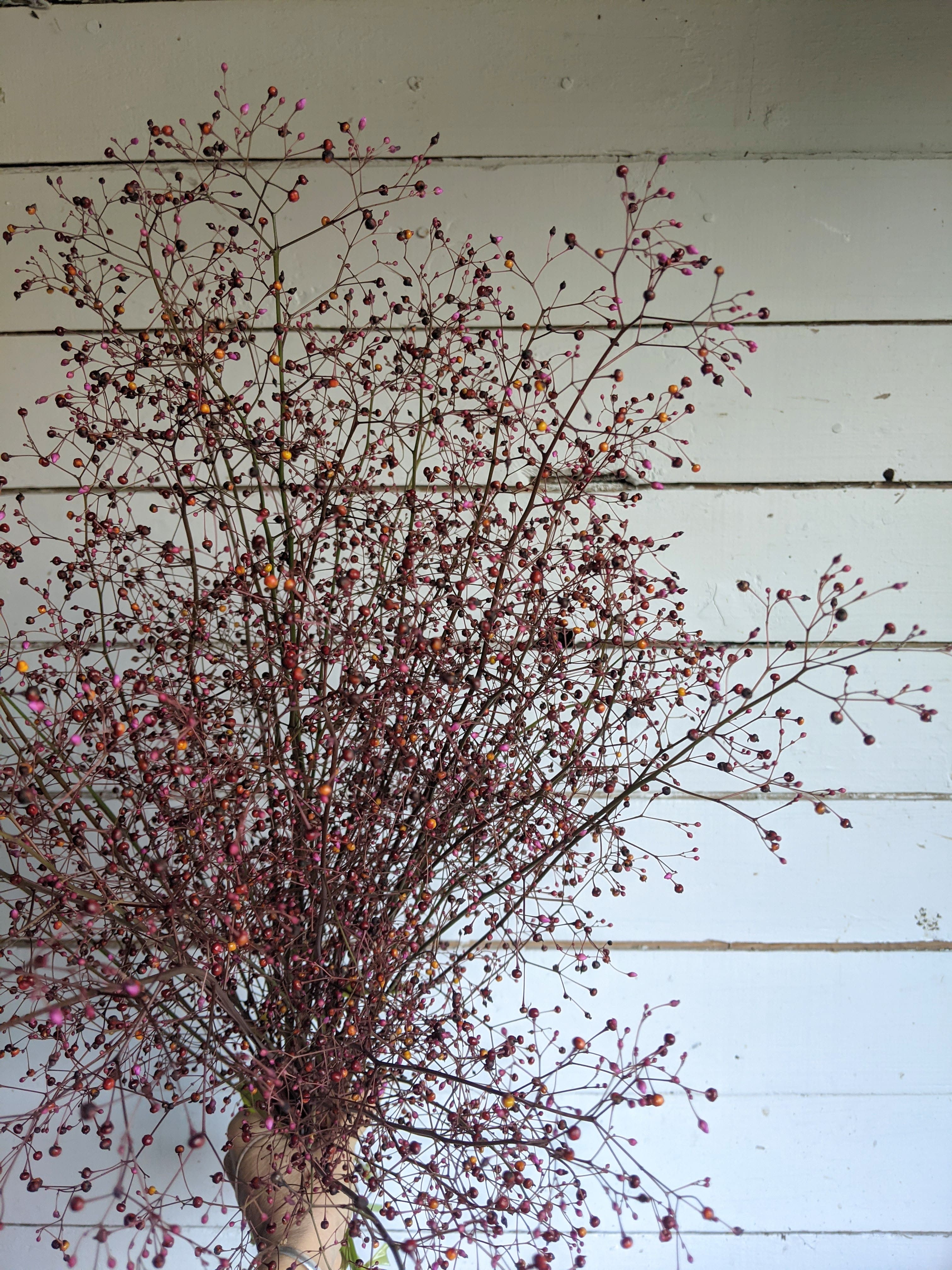 Talinum Bijoux D'Ophar