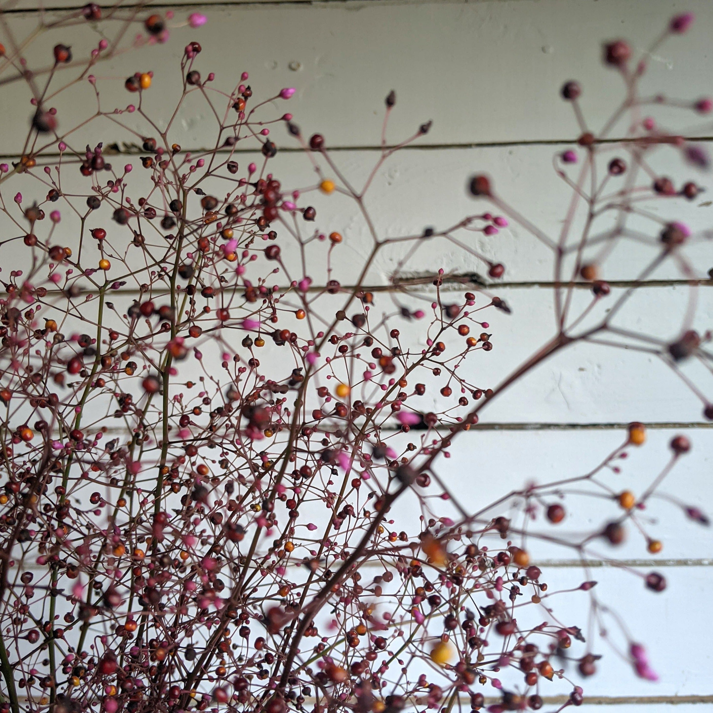 Talinum Bijoux D'Ophar