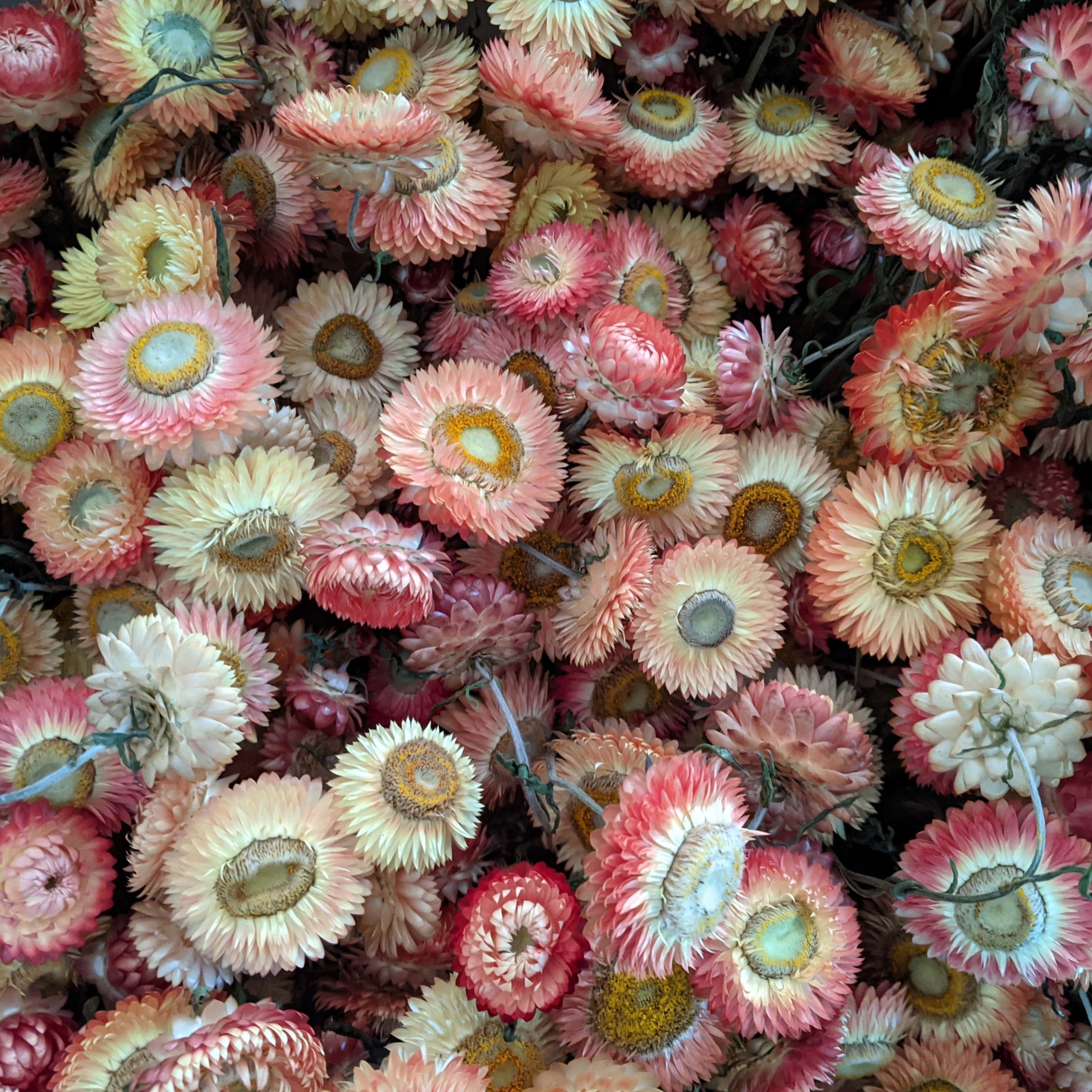 Immortelle Apricot/Peach Mix