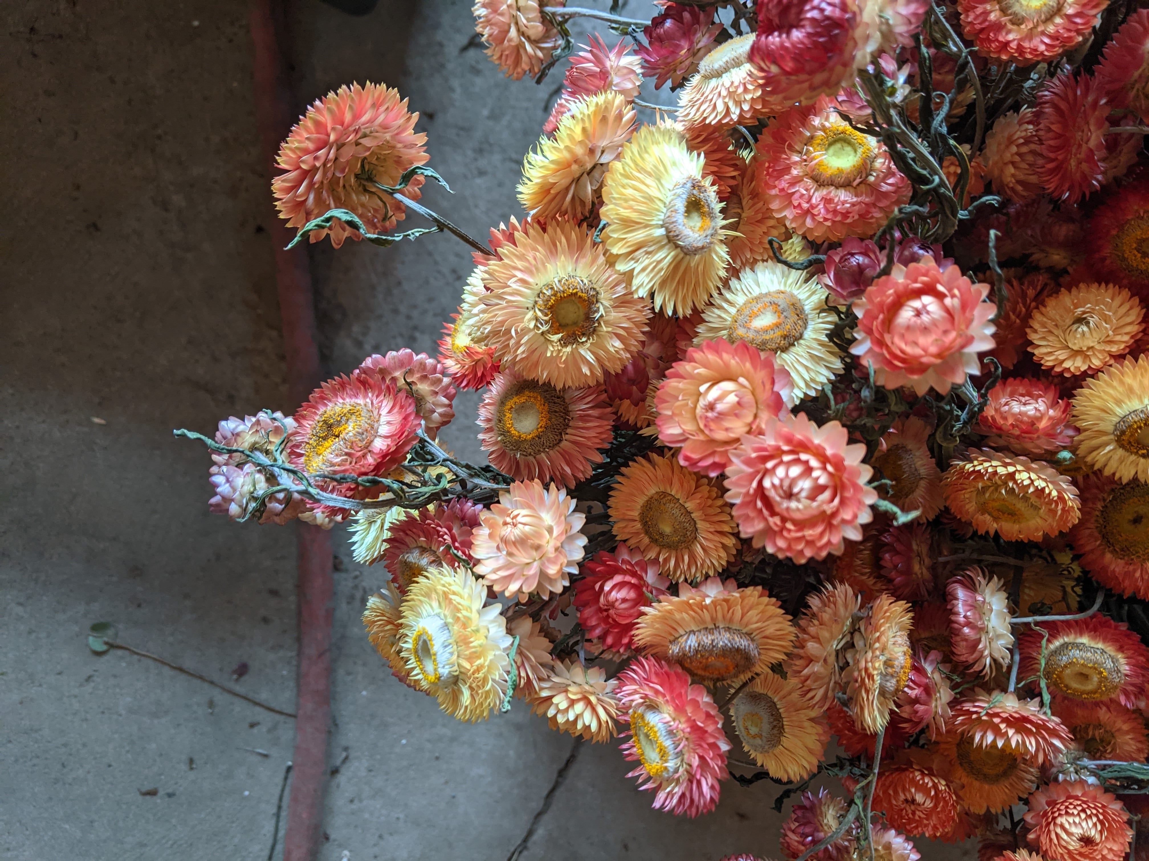 Immortelle Apricot/Peach Mix