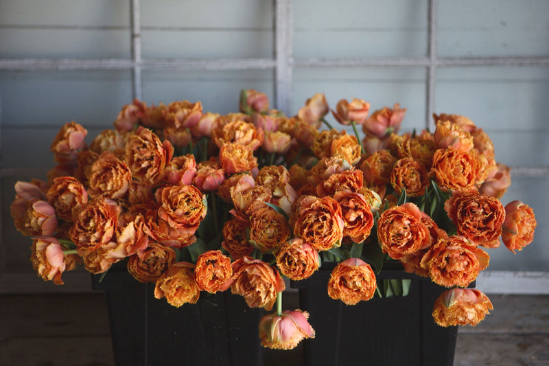 Tulipes Sensual Touch - Floramama