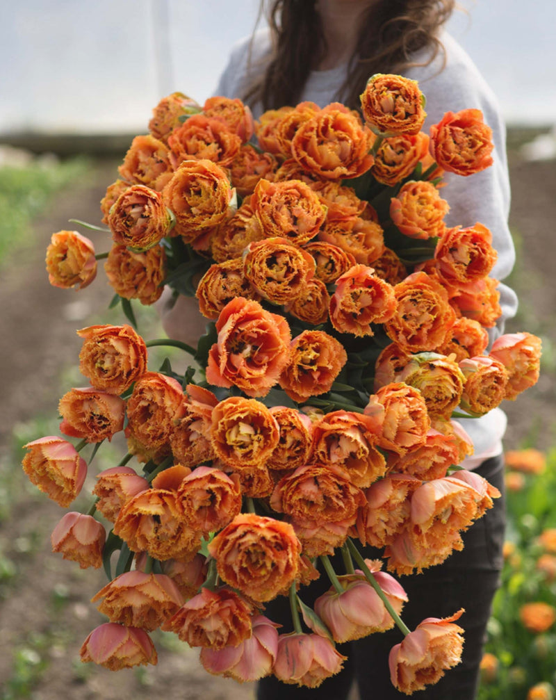 Tulipes Sensual Touch - Floramama