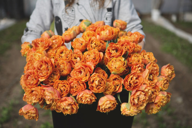 Tulipes Sensual Touch - Floramama