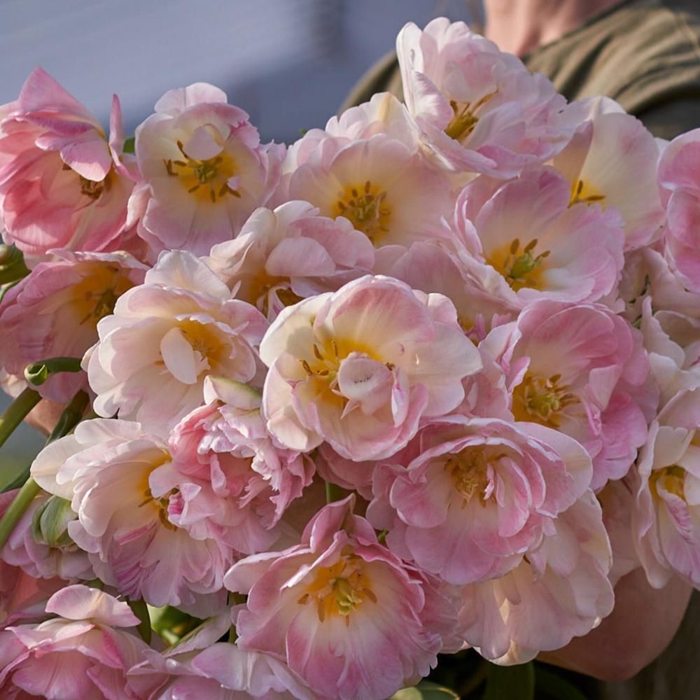 Tulipe - Angélique