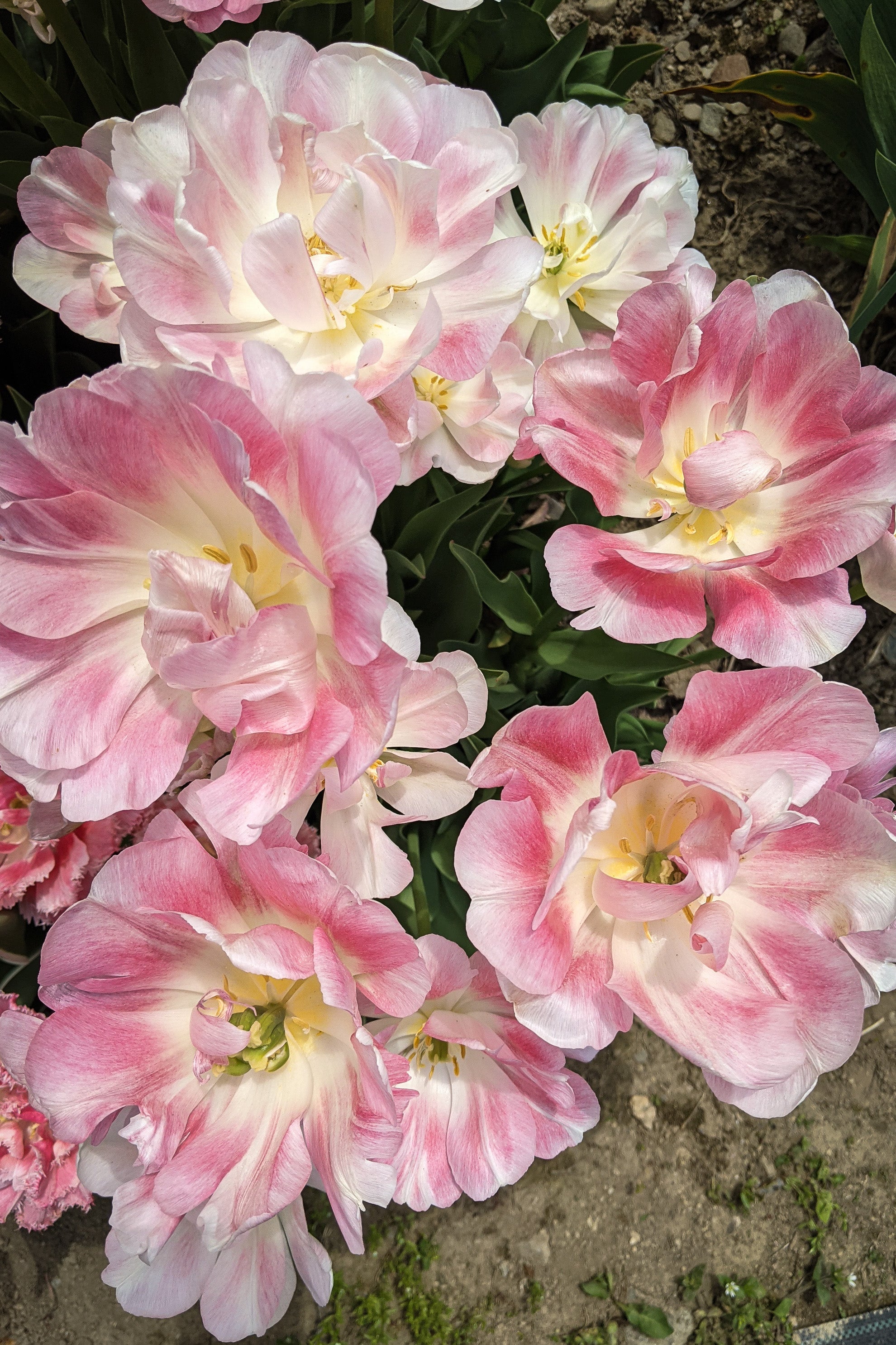 Tulipe - Angélique